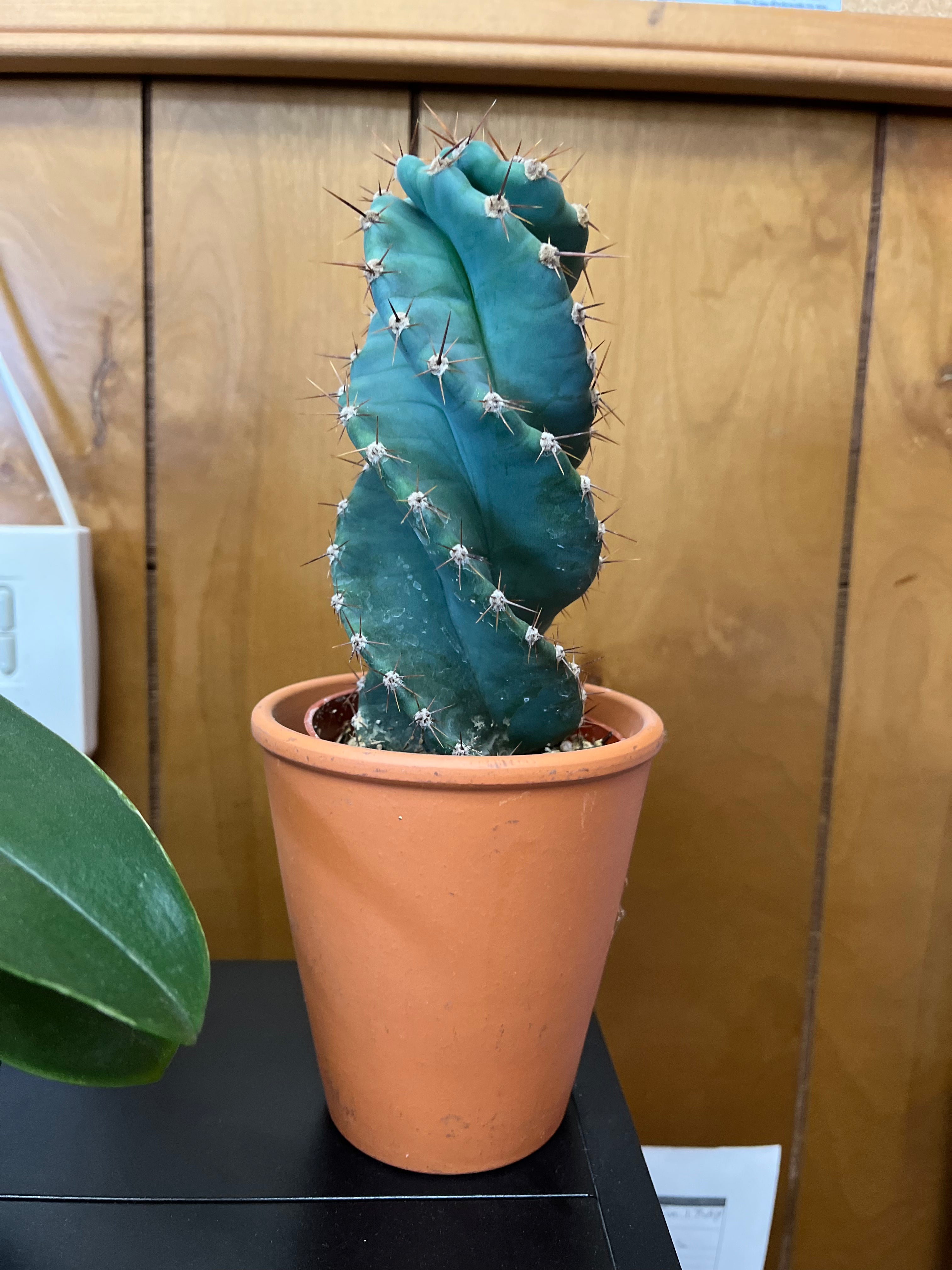 Spiral cactus | Partly Sunny Projects