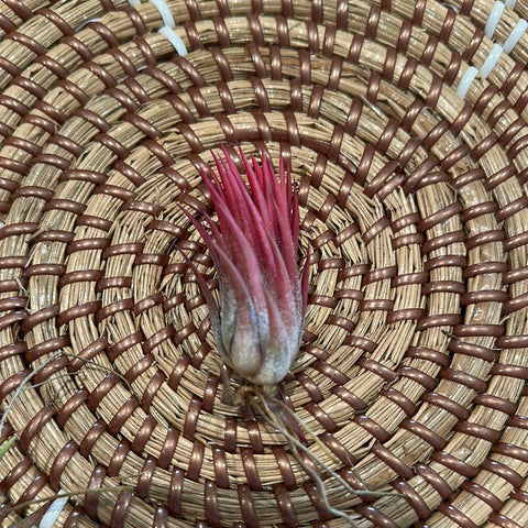 Tillandsia Ionantha Special Selection 速達 Tillandsia Ionantha Special Selection 速達 - メルカリ