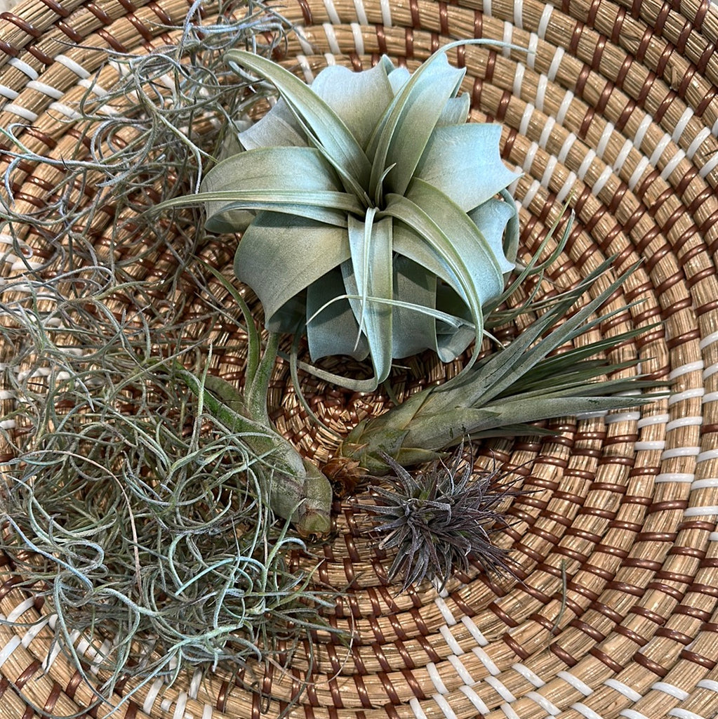 air plant bundle Tillandsia bundle (small)