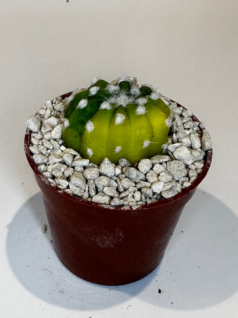Variegated Domino Cactus