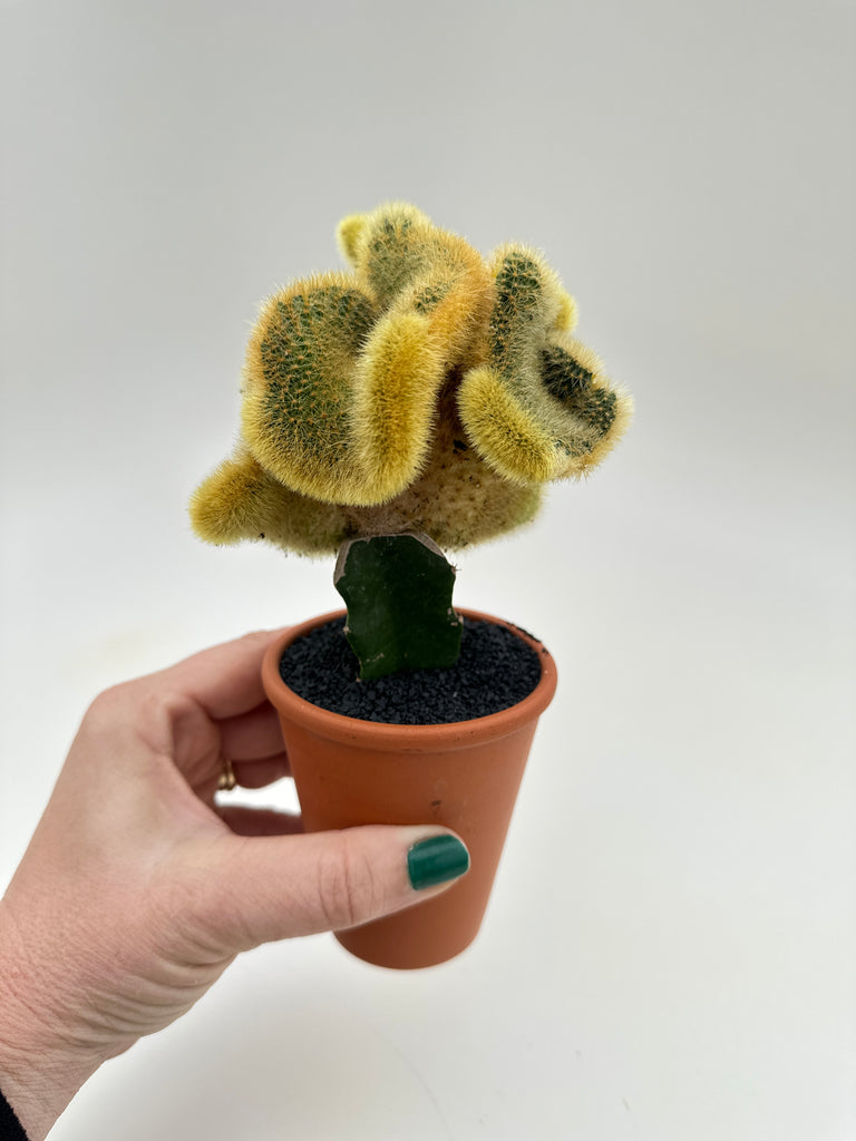 rat plant pot Crested variegated rat tail