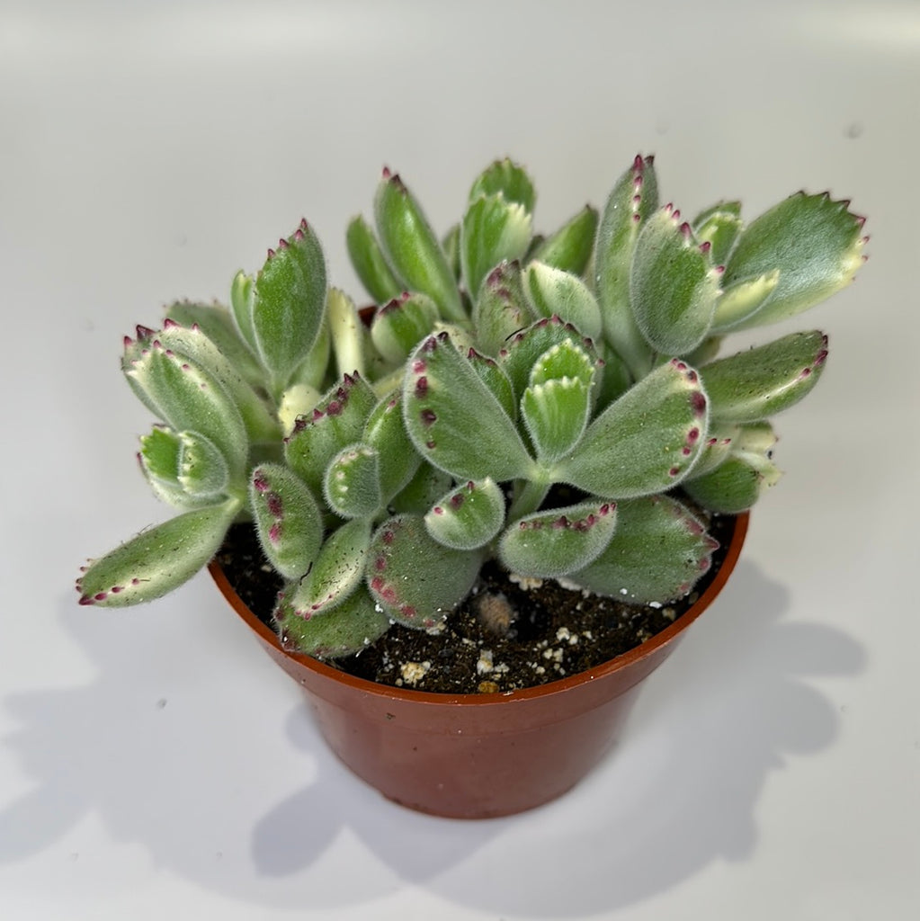 Variegated bear paws