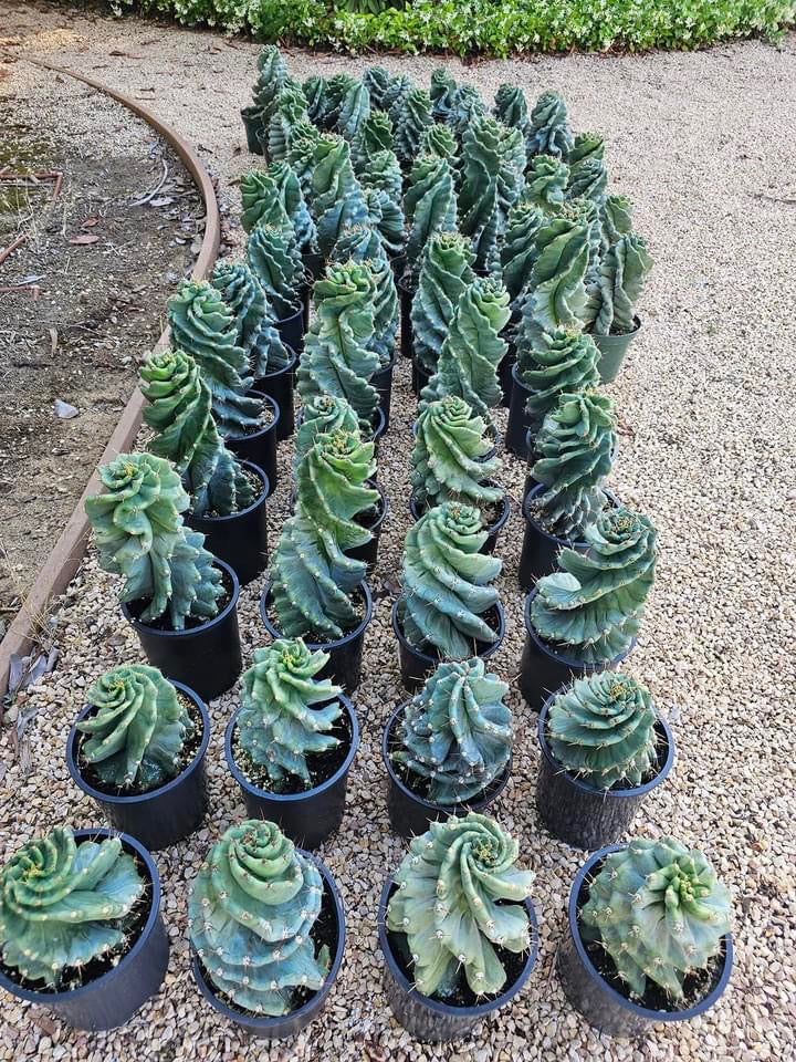 “Super” spiral Cactus