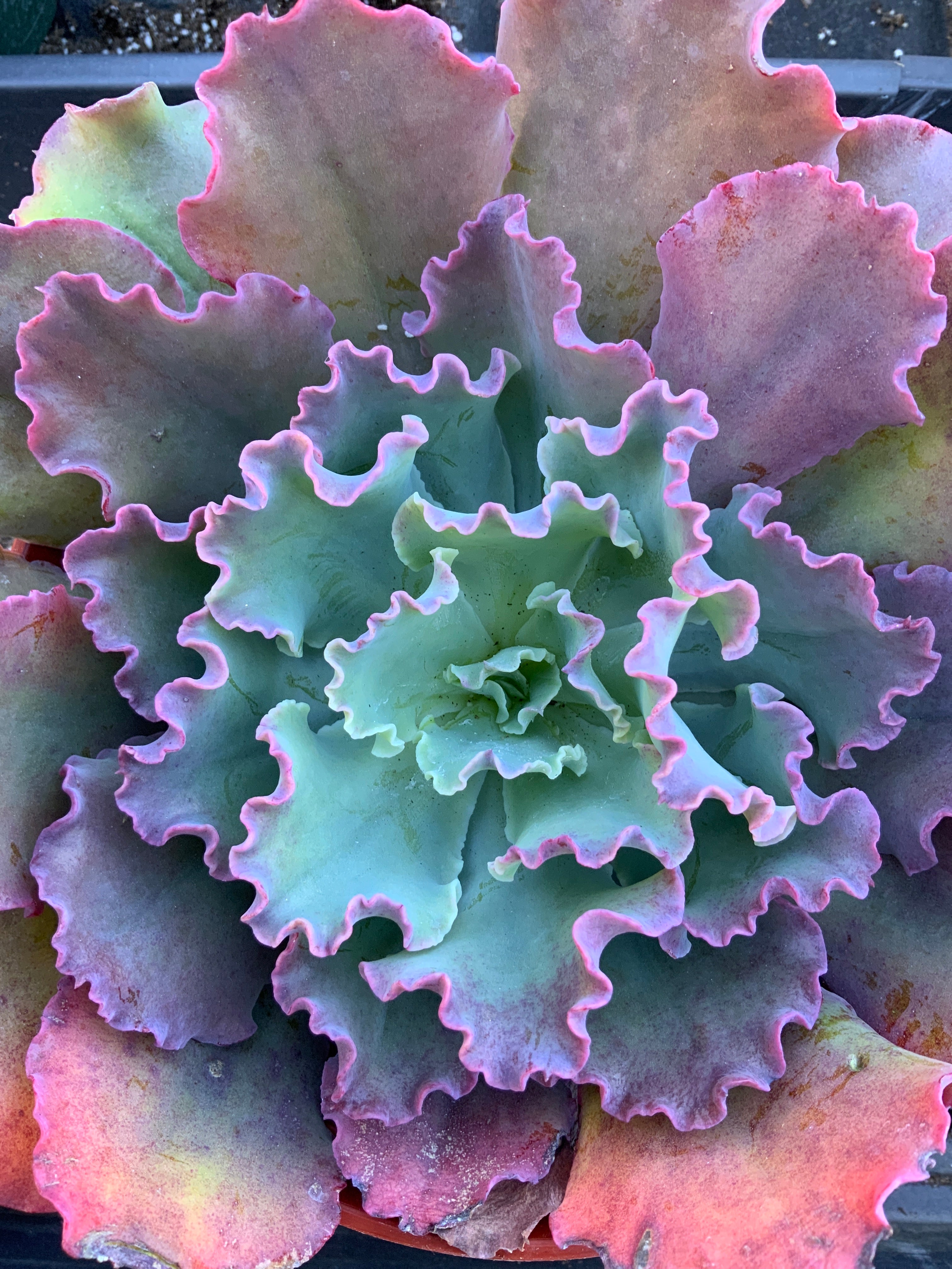 succulents with ruffles Echeveria ruffles