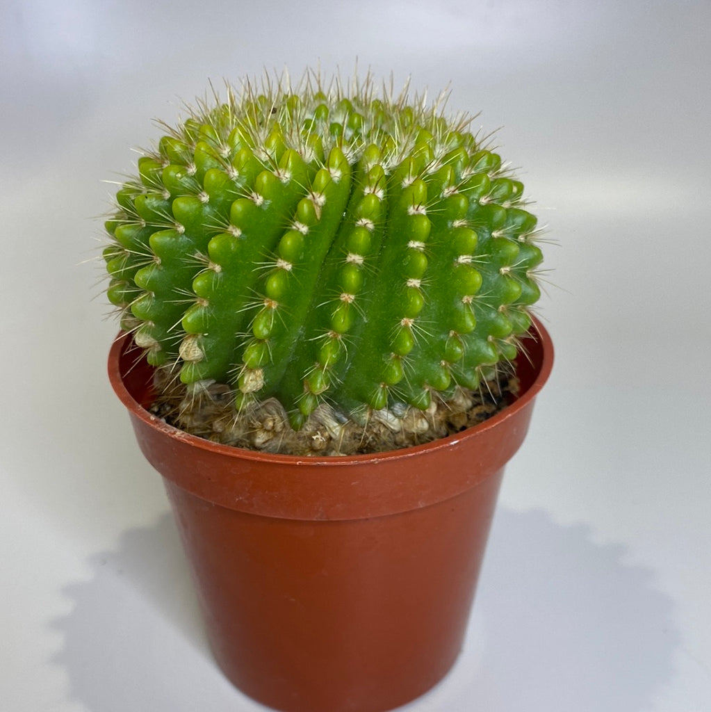 Cactus No ID