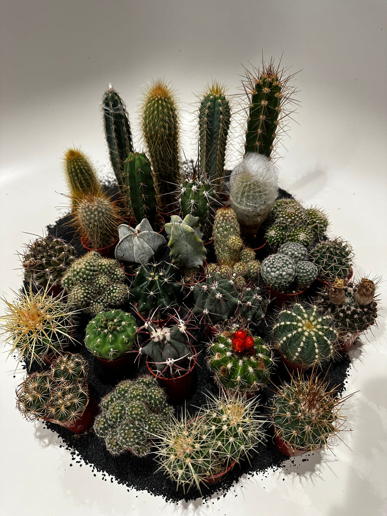 Cactus cuties