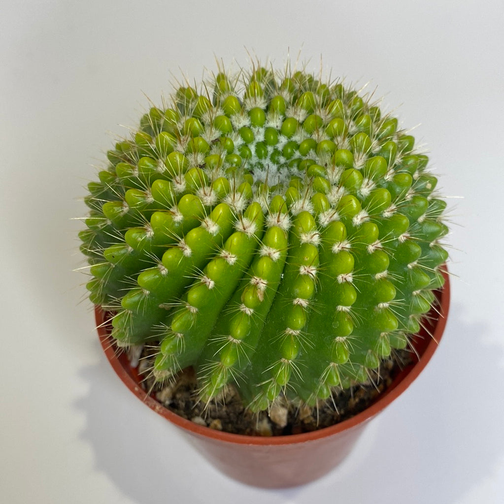Cactus No ID