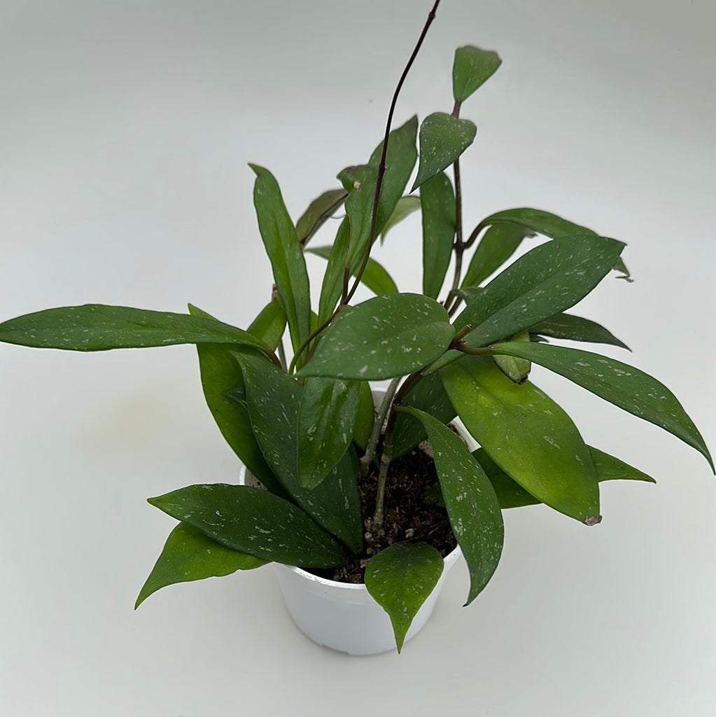 Hoya Publix in white pot