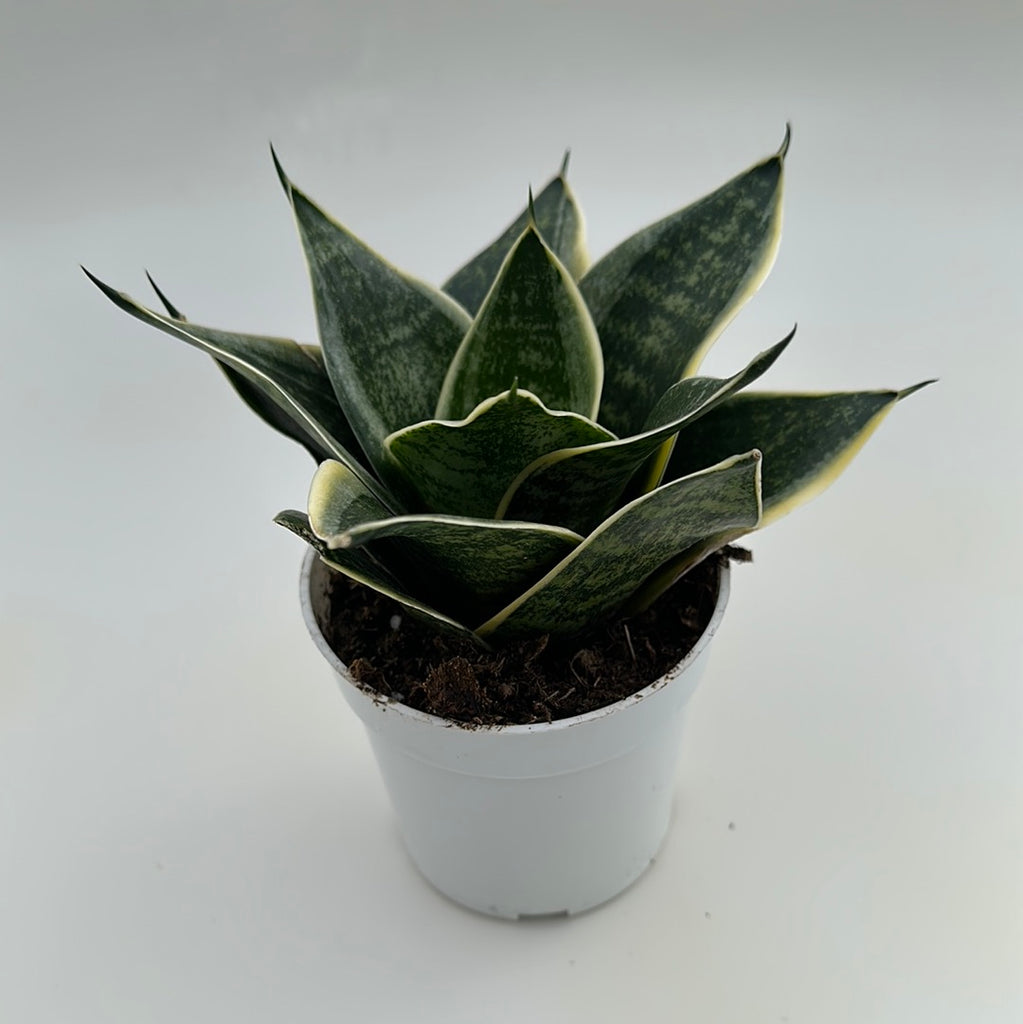 snake plant star Dracaena Ocean Star / Snake Plant