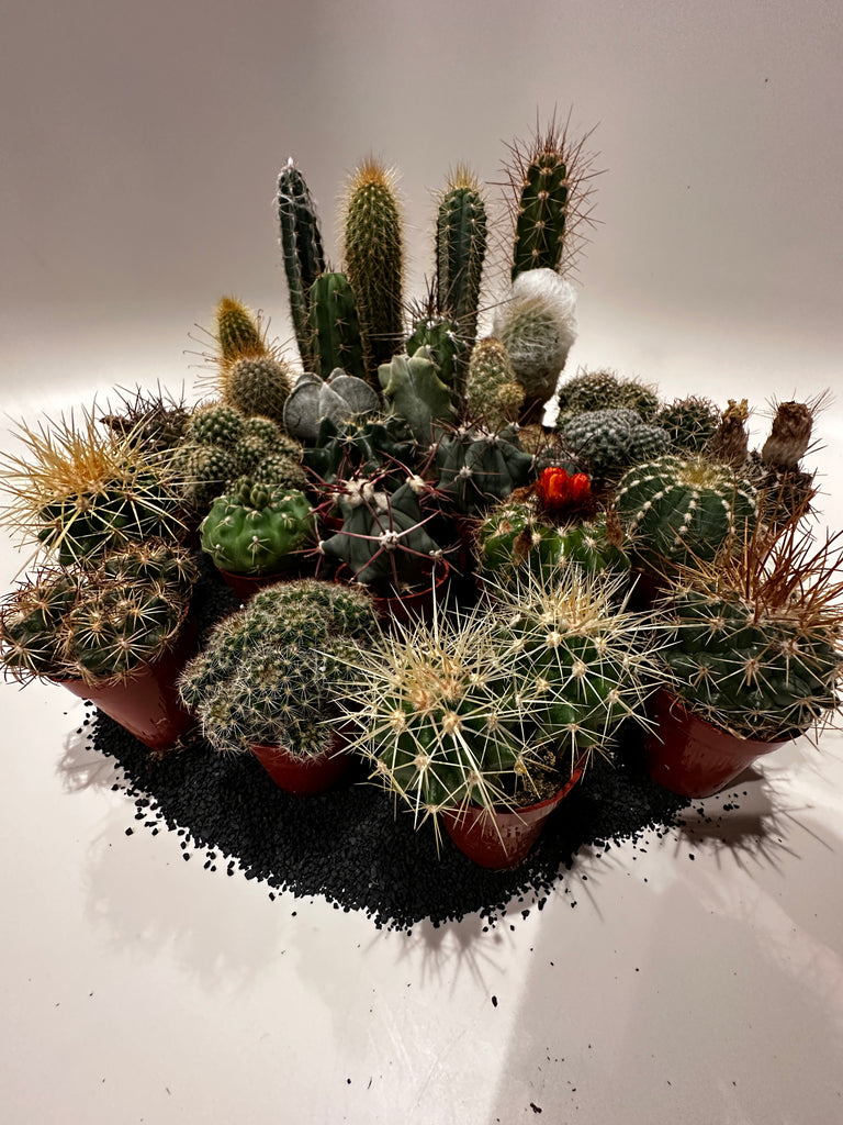 Cactus cuties