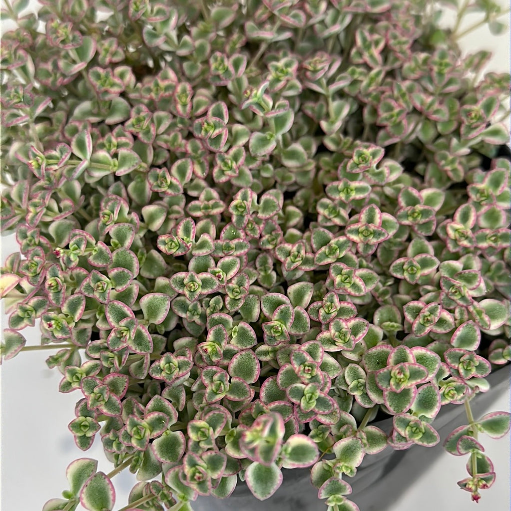 sensational succulents Sensational sedum little missy