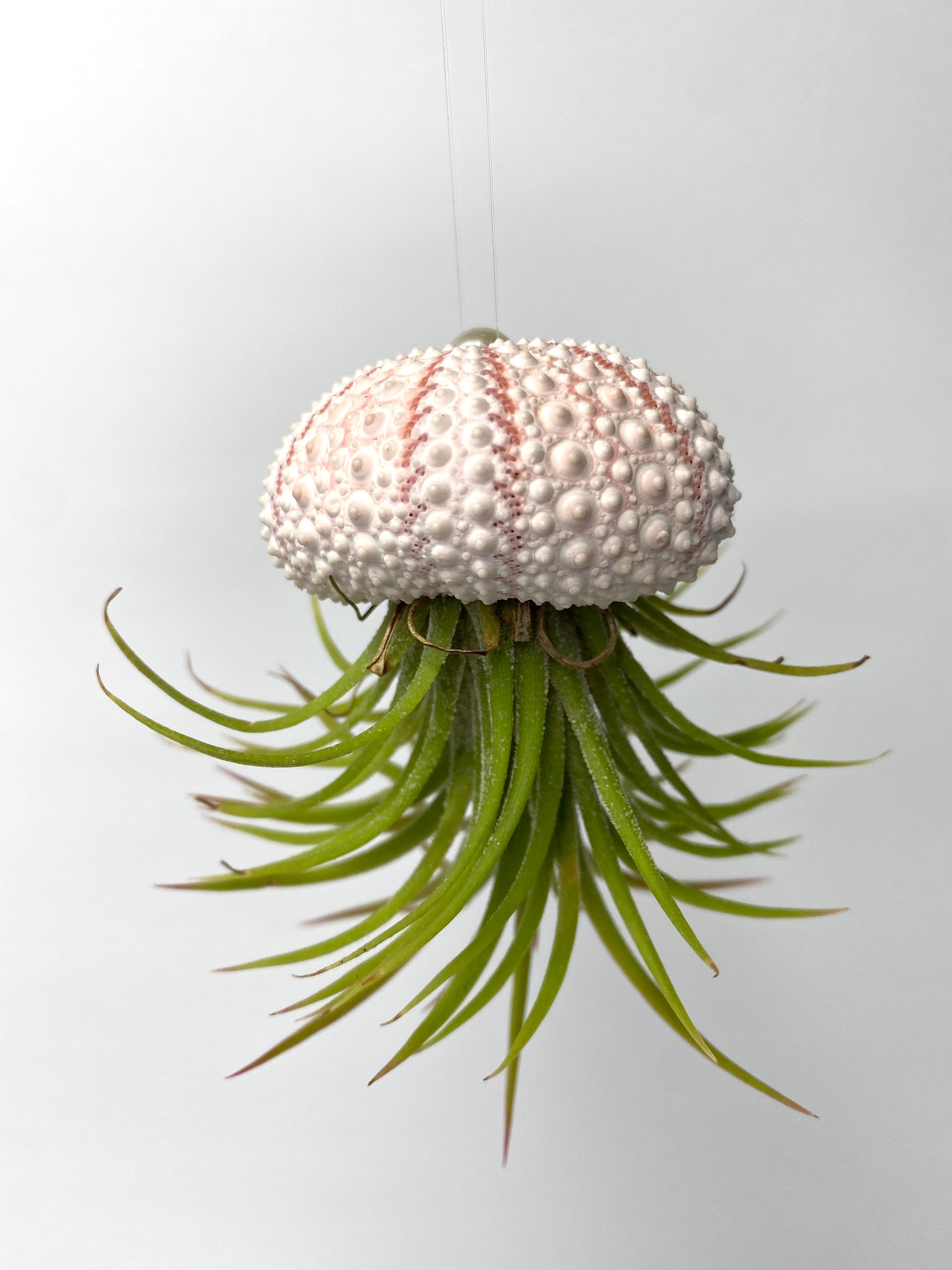 air plant jelly fish π Air Plant Jellies ~ Ionantha