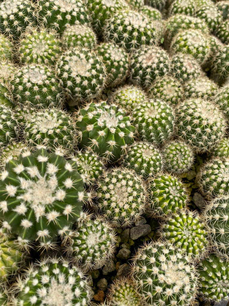 mystery succulent Mystery plant