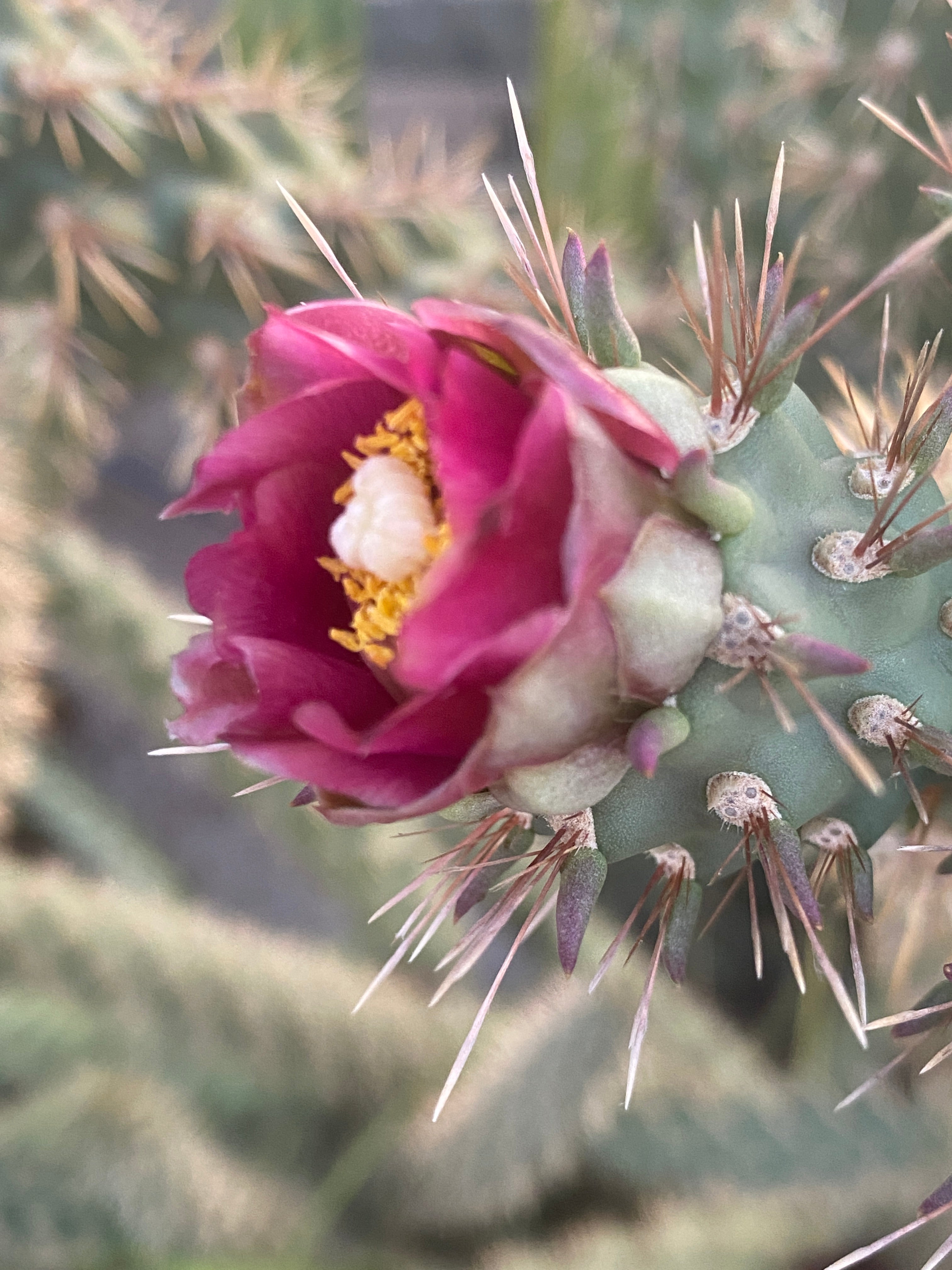 Cholla cutting