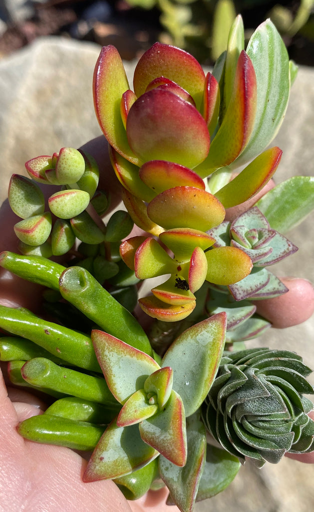 Handful of colorful crassula cuttings