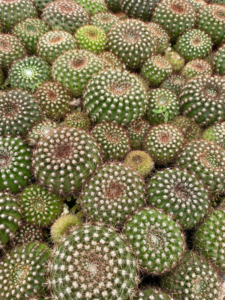 mystery succulent Mystery plant