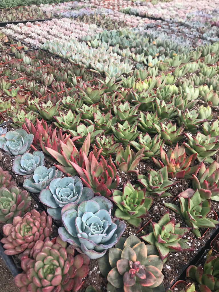 succulent plant collection 2.5" Succulent Collection