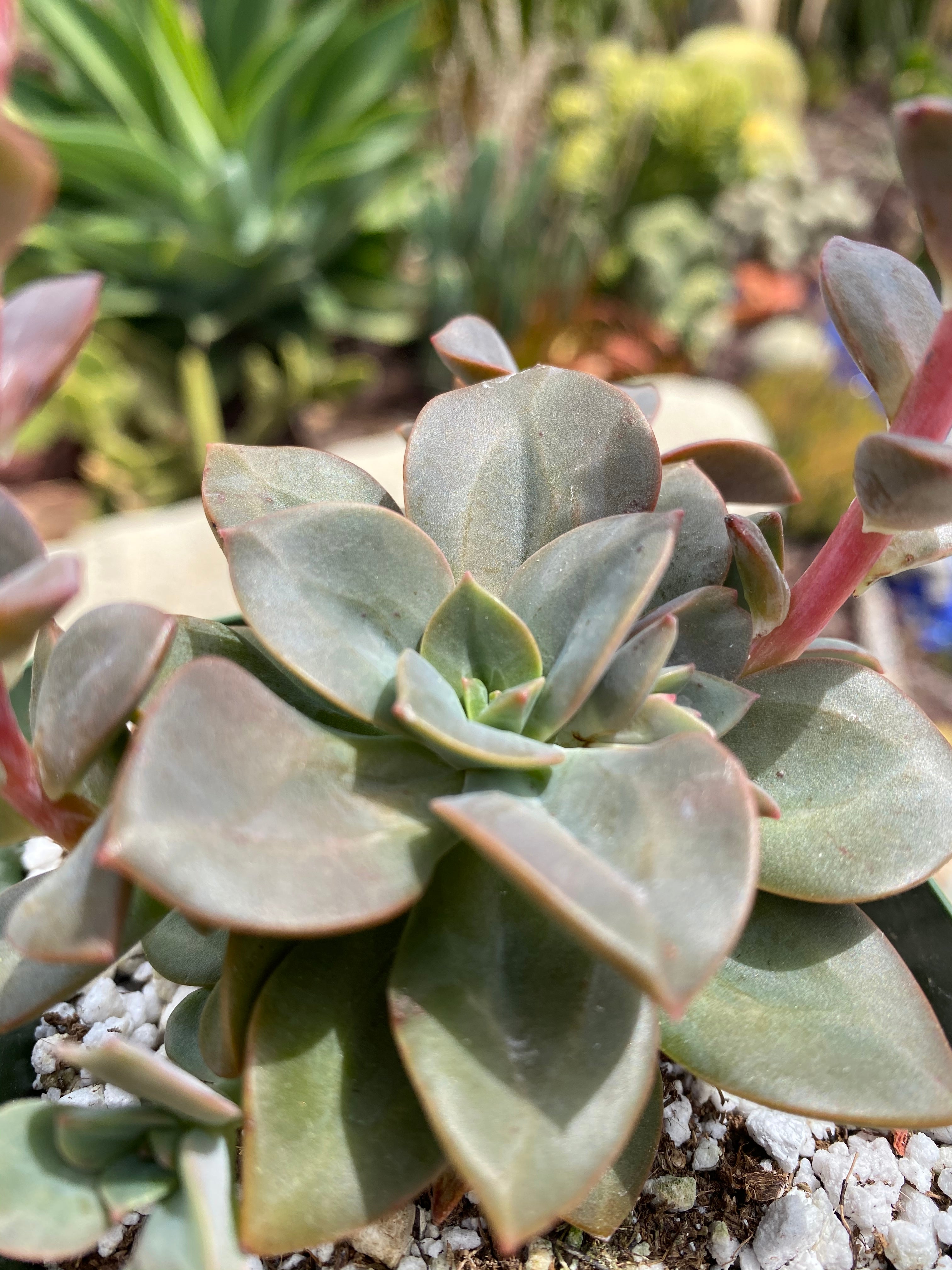 succulent chroma Echeveria Chroma