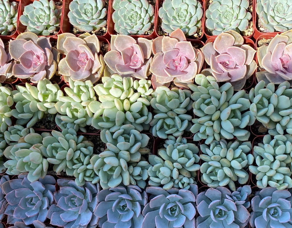 mystery succulent Mystery plant