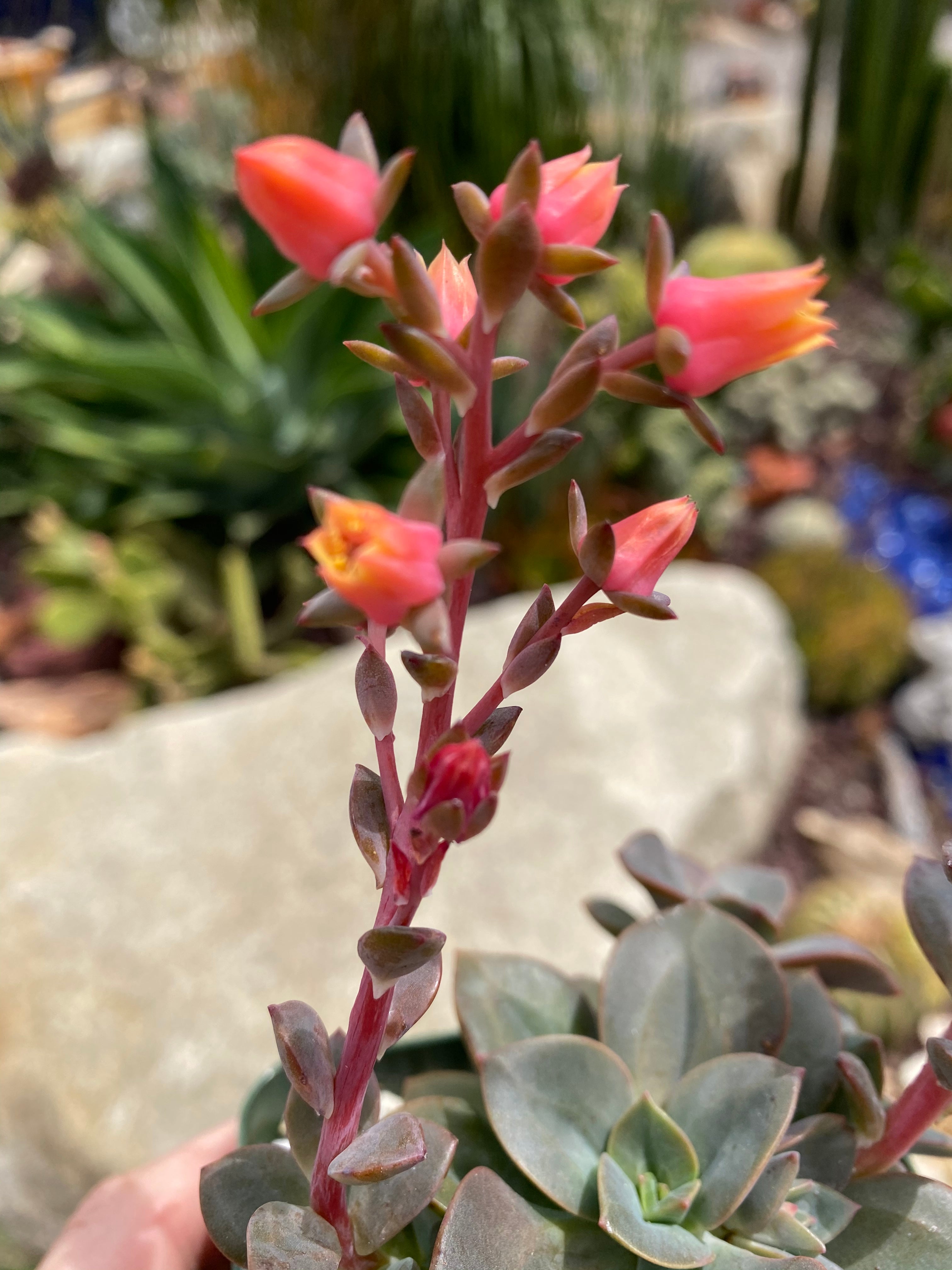 echeveria chroma succulent Echeveria Chroma