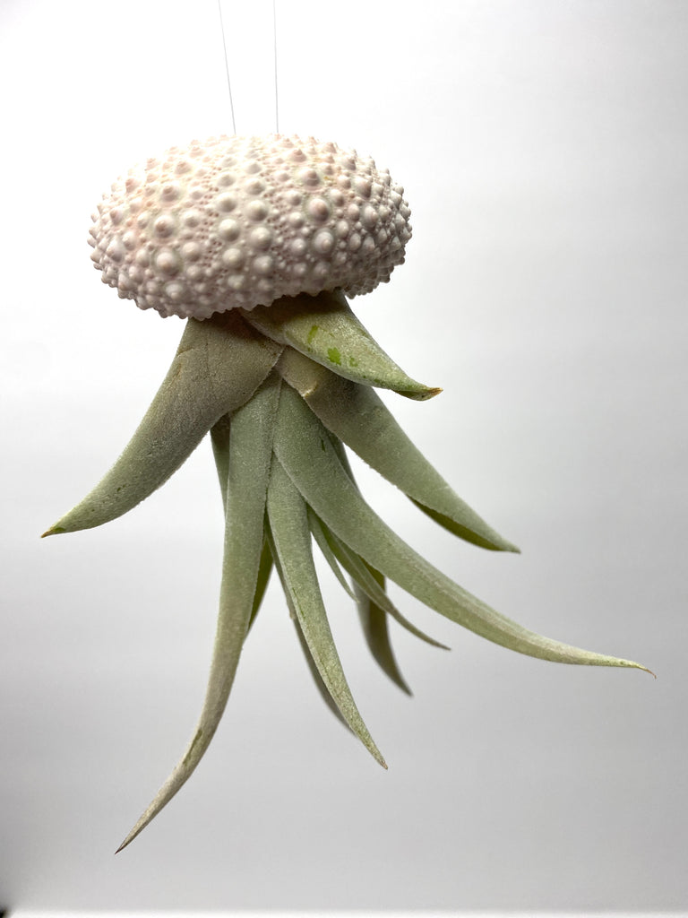 air plant harrisii π Air Plant Jellies ~ Harrisii