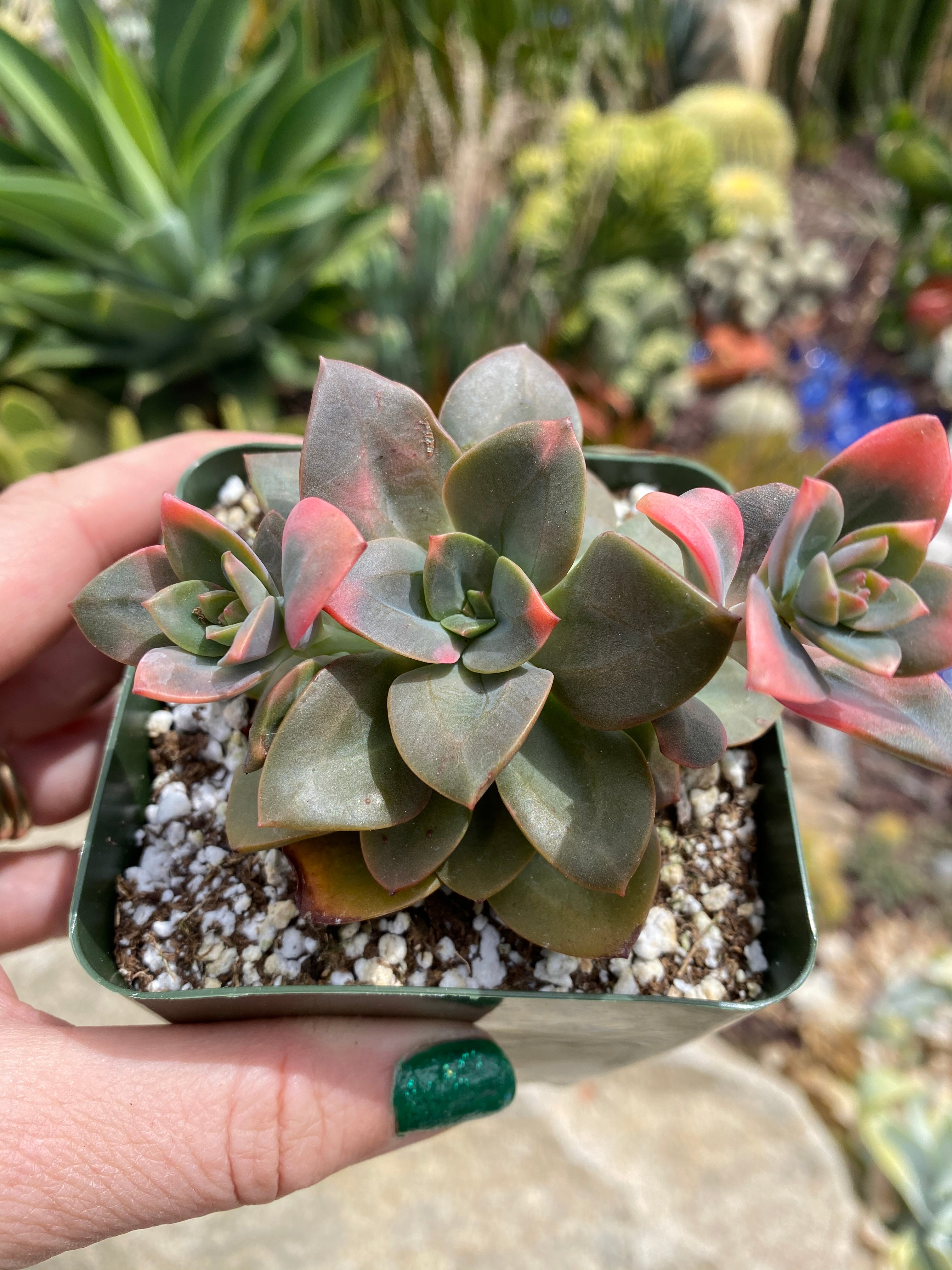 chroma succulent Echeveria Chroma