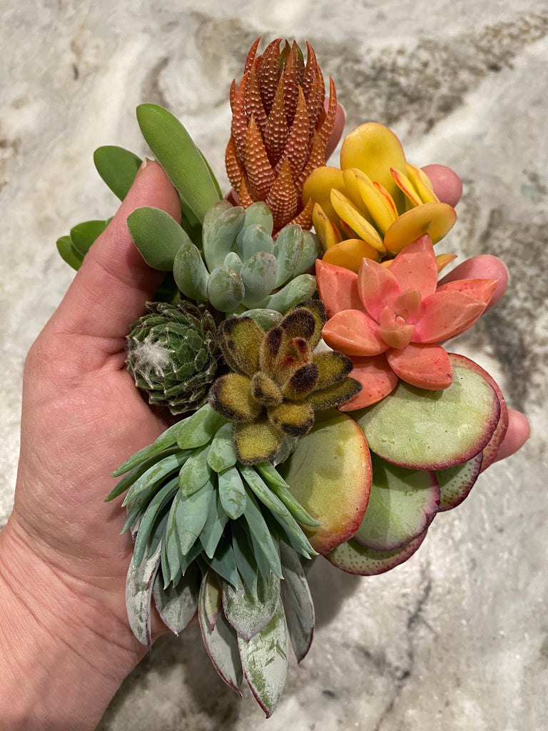 Hand full of colorful assorted succulent cuttings
