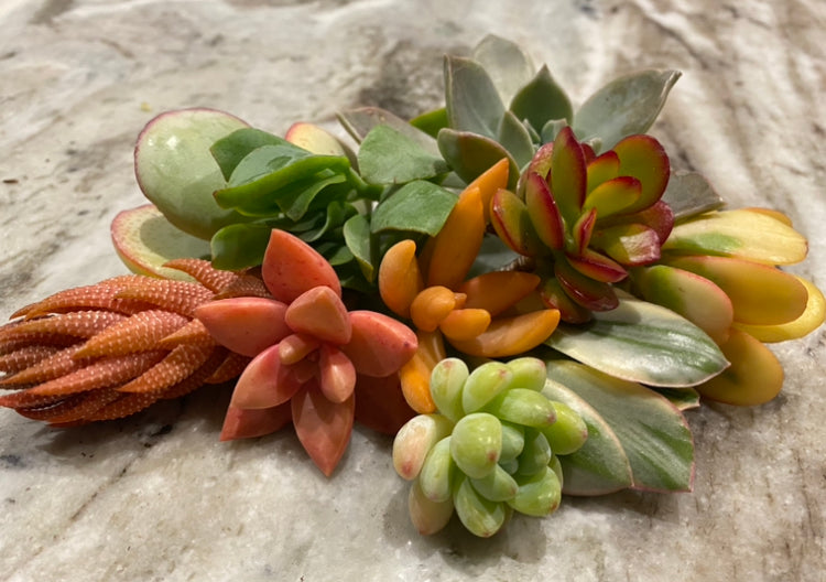 Succulent Starter Set
