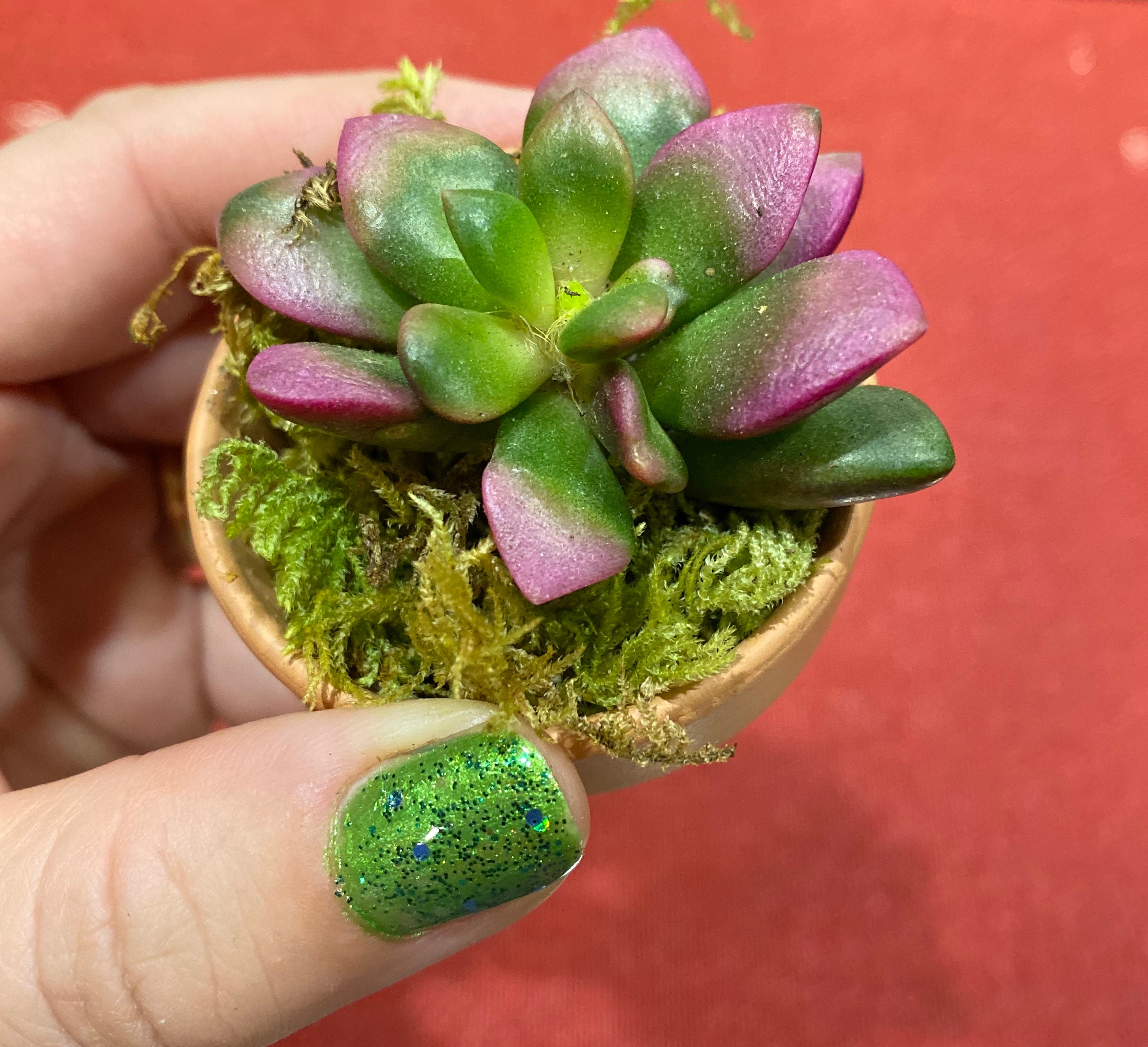 Succulents SucculentsII 2冊セット Succulents SucculentsII 2冊セット Succulents SucculentsII 2