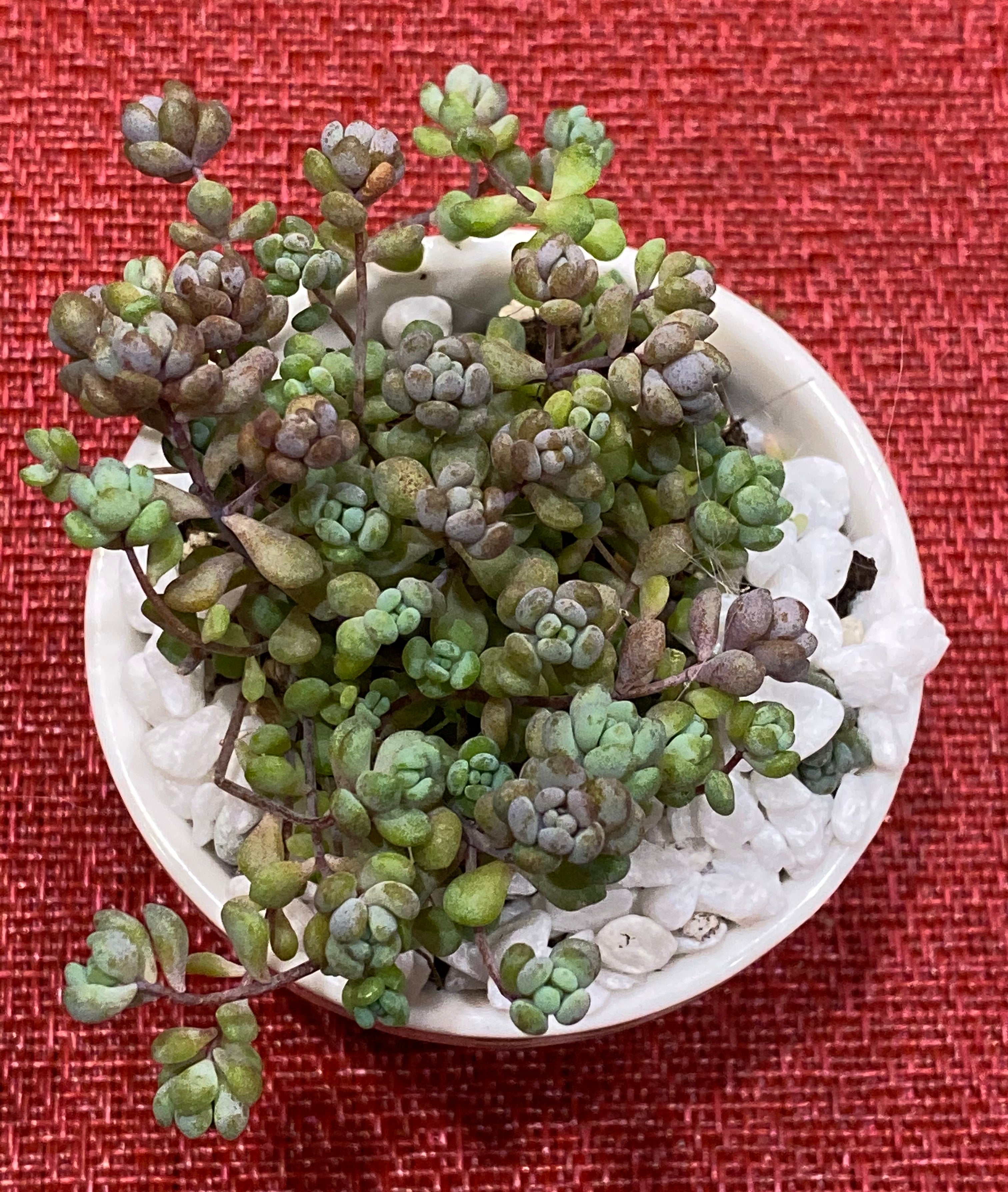 Succulents SucculentsII 2冊セット Succulents SucculentsII 2冊セット Succulents SucculentsII 2