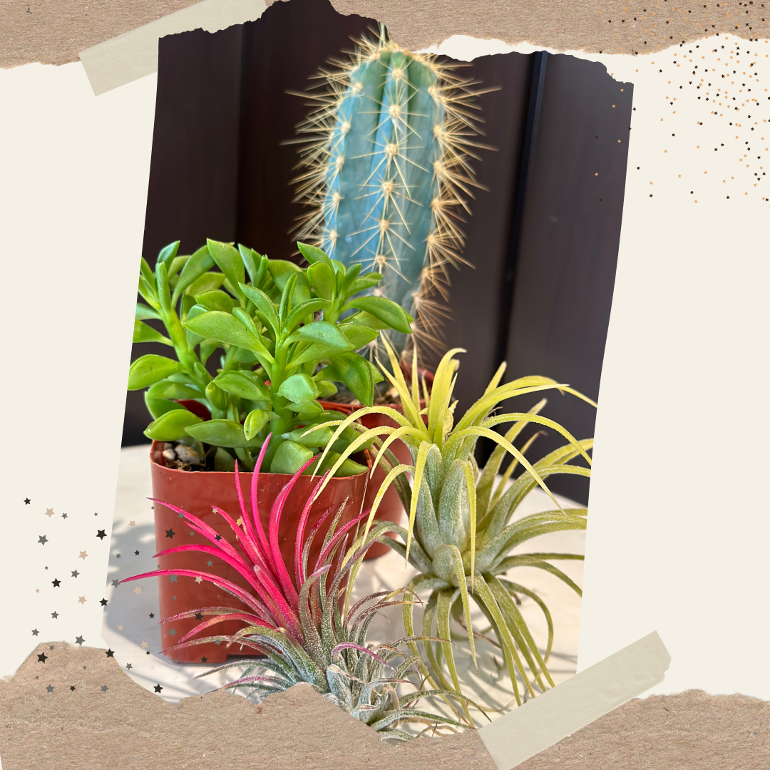succulent subscription PSP Succulent Subscription Box