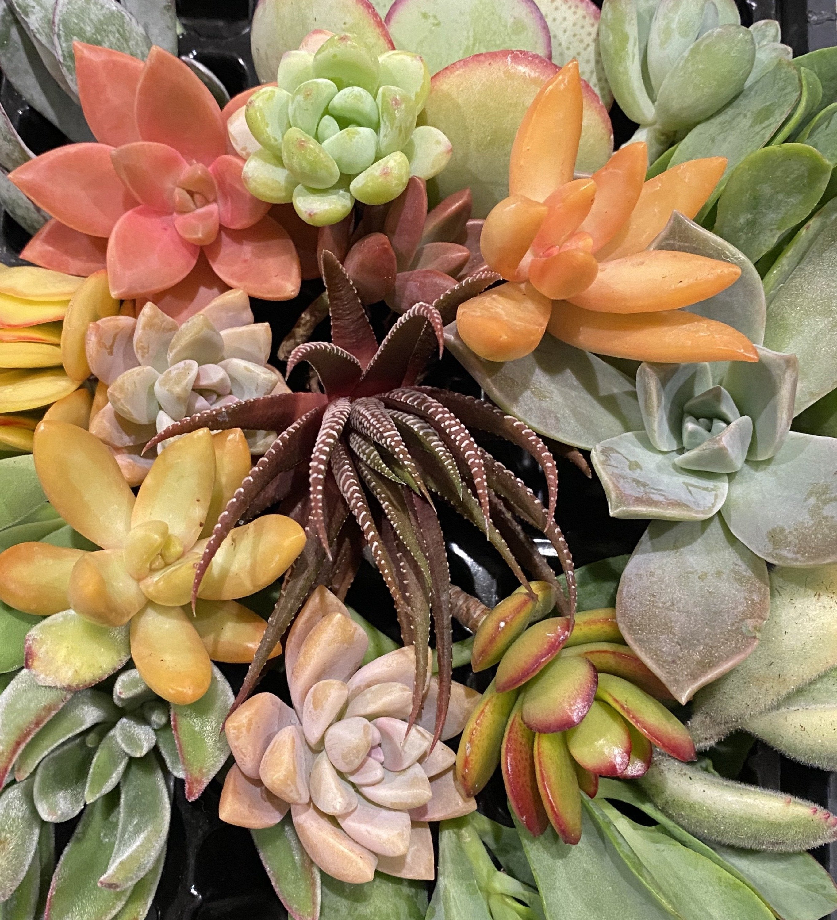 succulent clipping 25 Succulent Cuttings
