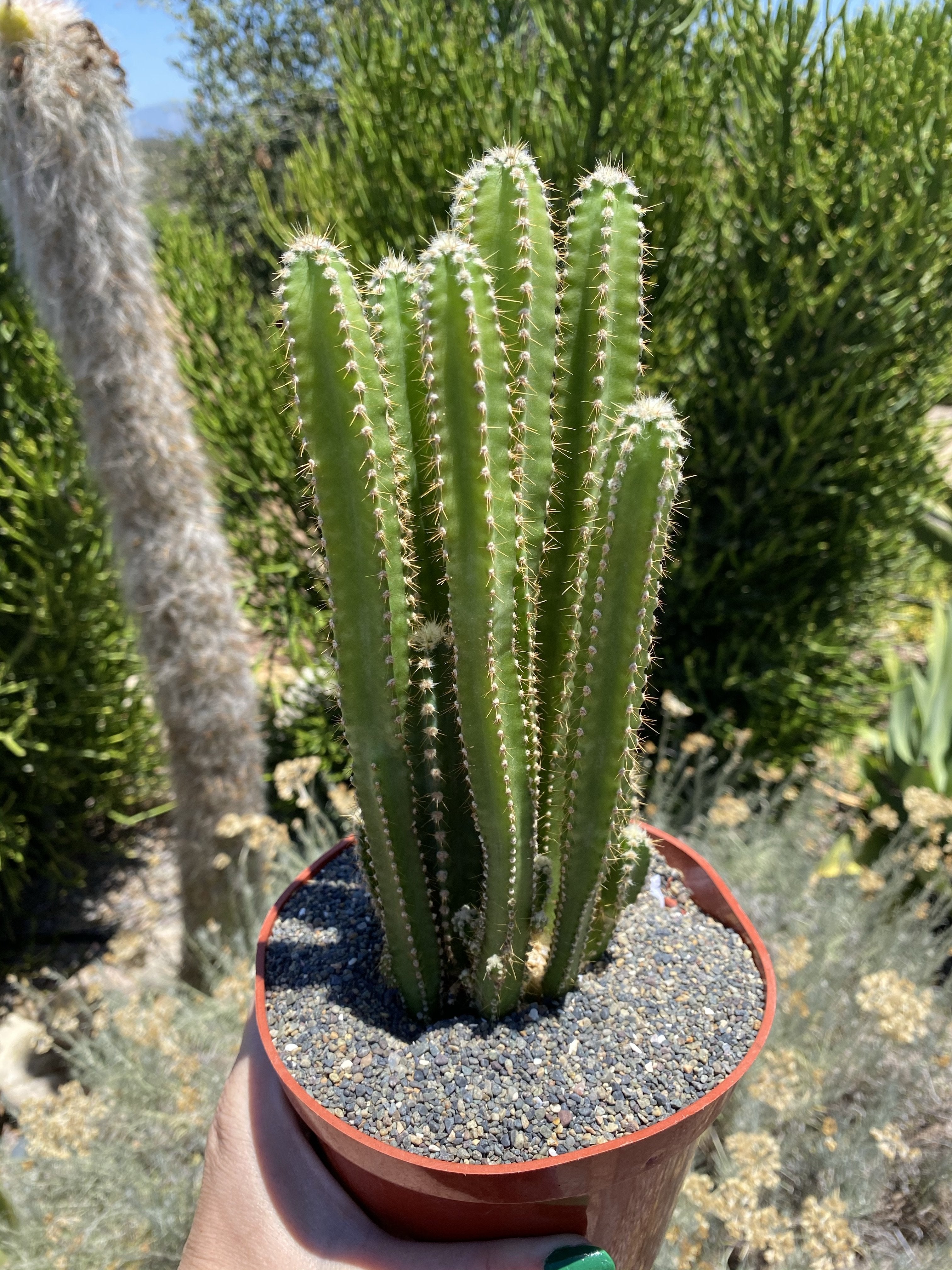 Fairy Castle Cactus 6”