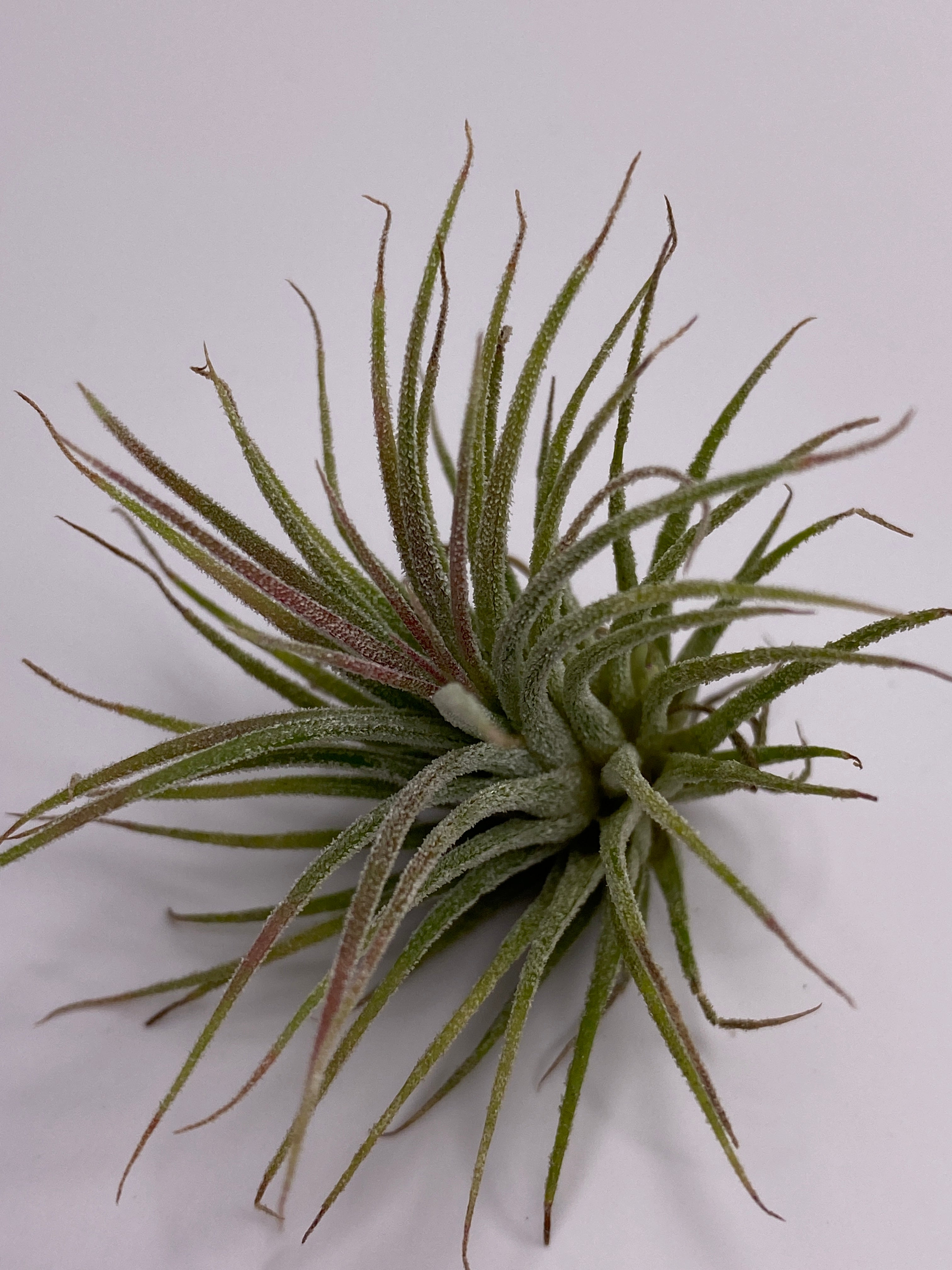 Tillandsia Ionantha Fuego