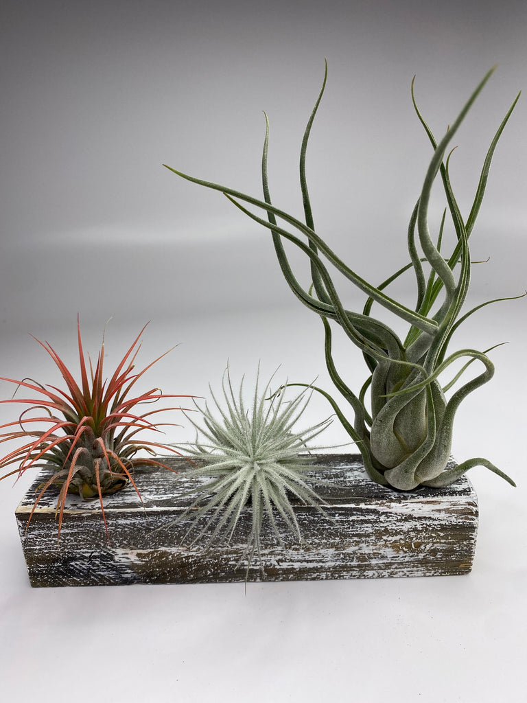 driftwood air plant wall Cedar Wood Block Air Plant Display