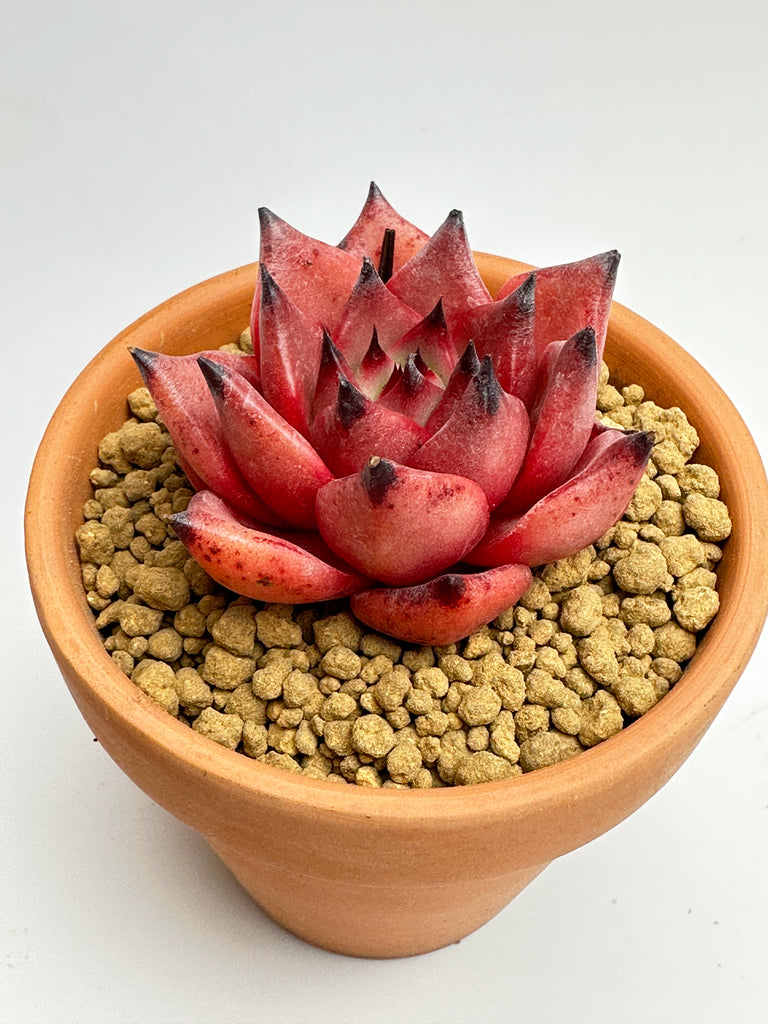 akadama succulent Akadama