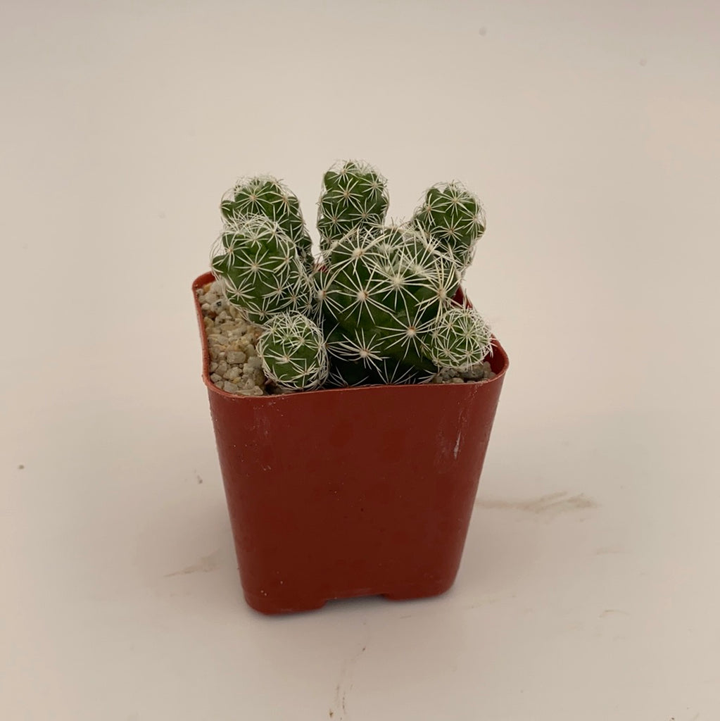 Thimble Cactus