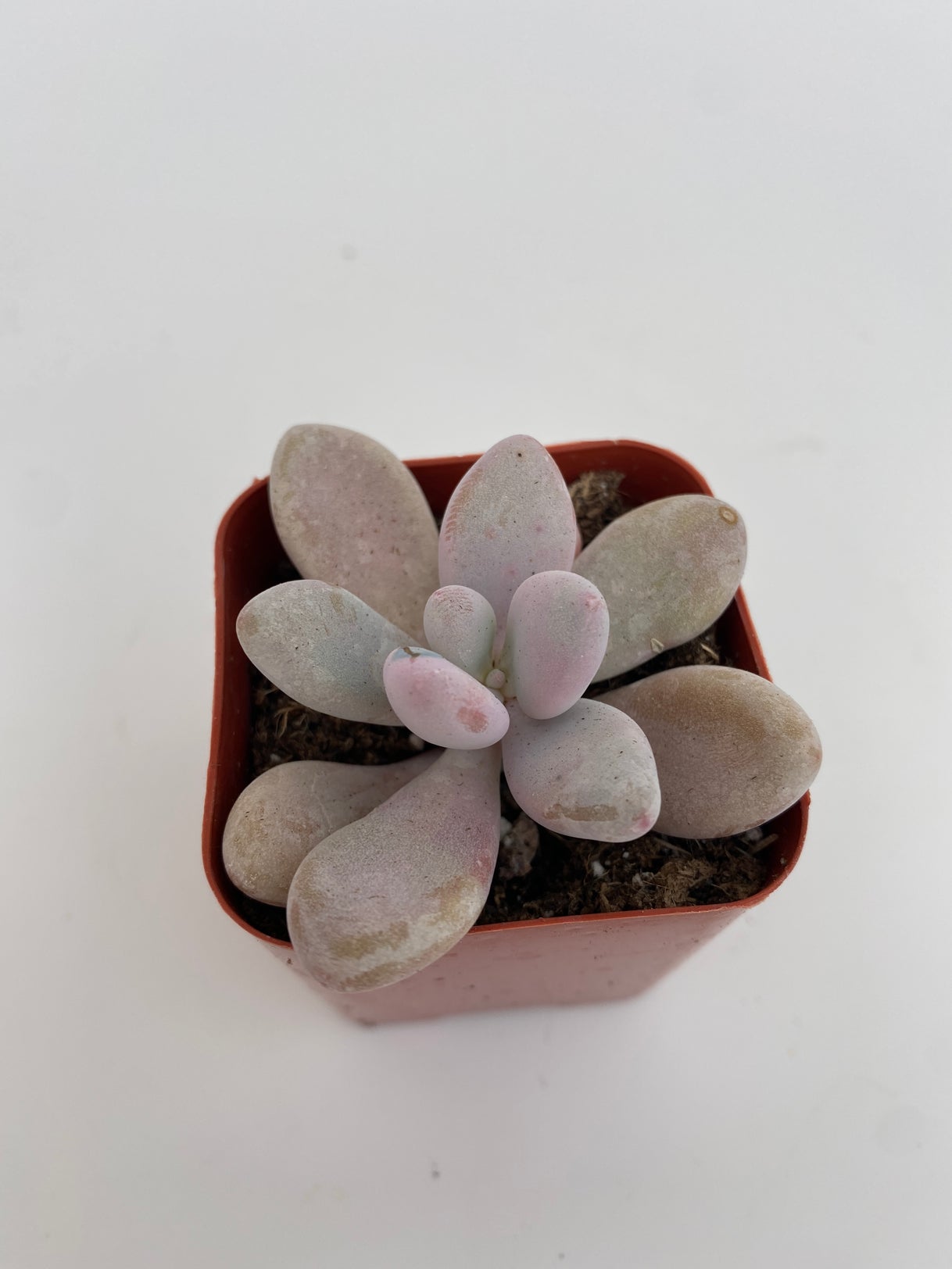 pink moonstone succulent Pachyphytum oviferum - Pink Moonstone