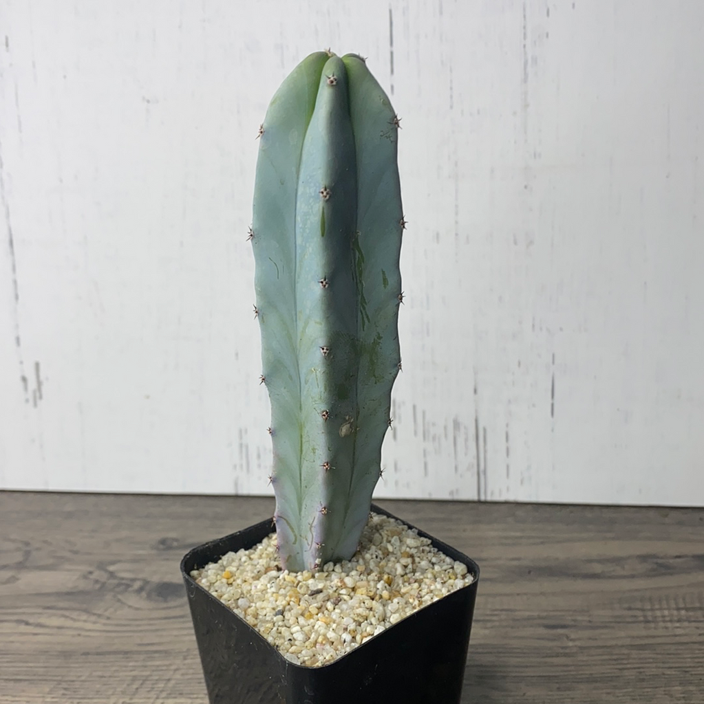 Blue candlestick cactus deals