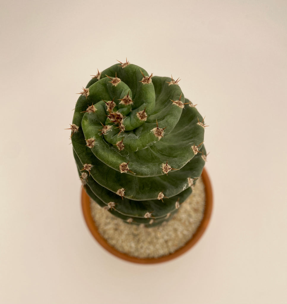 Cereus Forbesii cv. Spiralis - Spiral Cactus