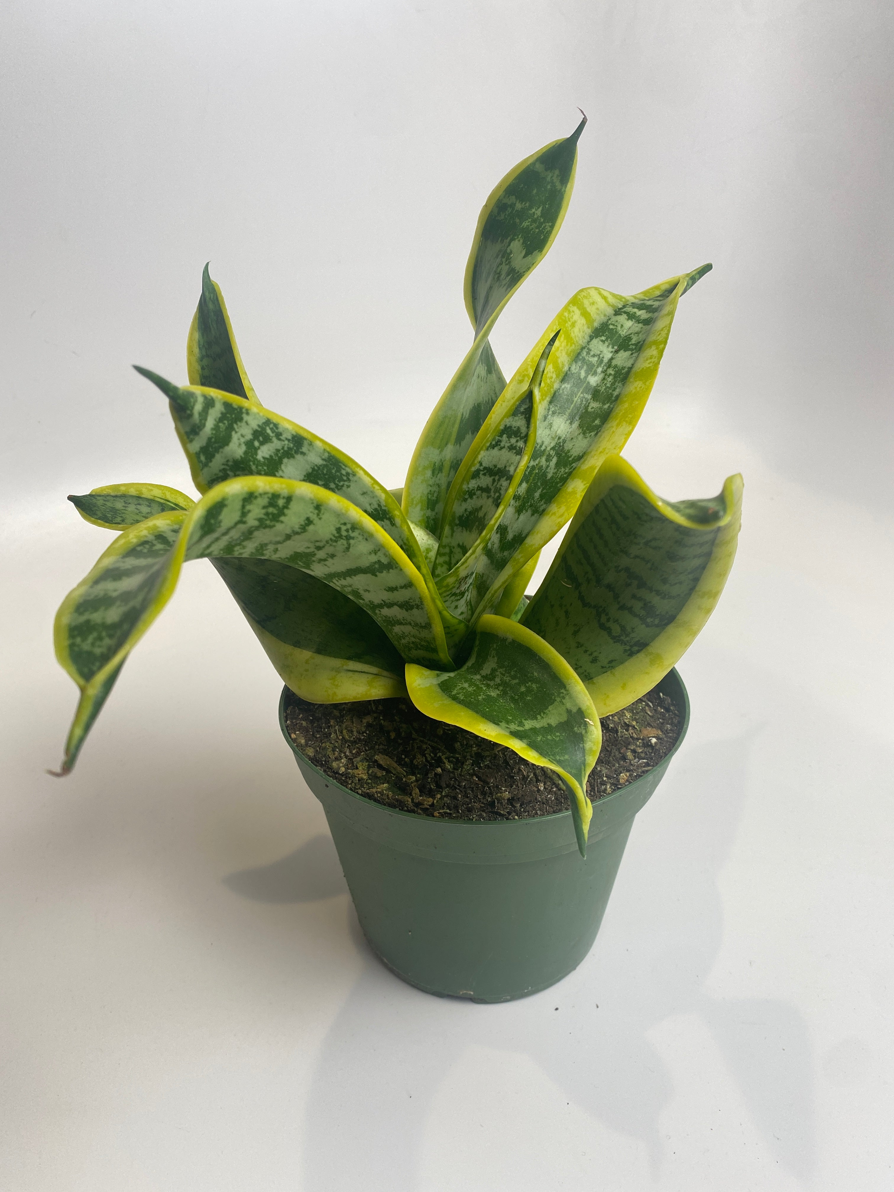 sansevieria trifasciata twist Sansaveria Twist