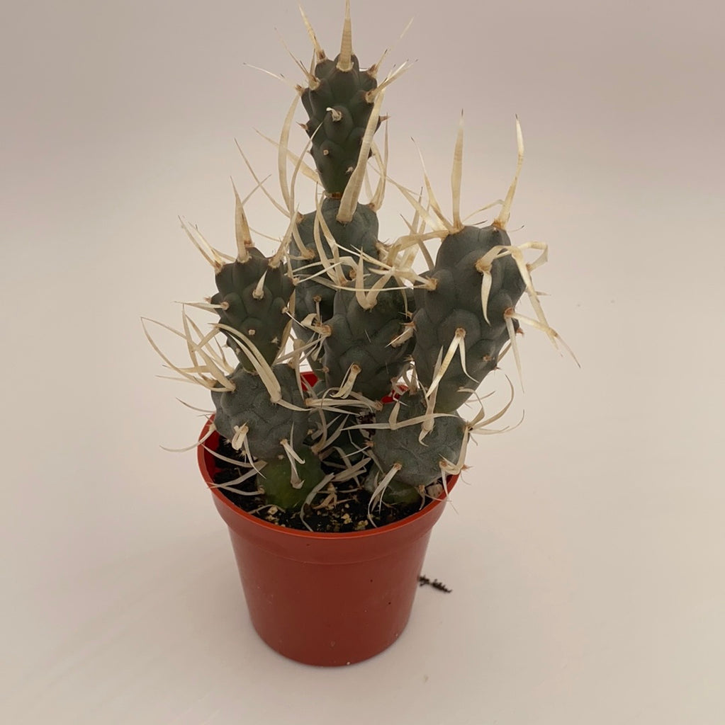 Tephrocactus articulatus papyracanthus ~ Paper Spine Cactus