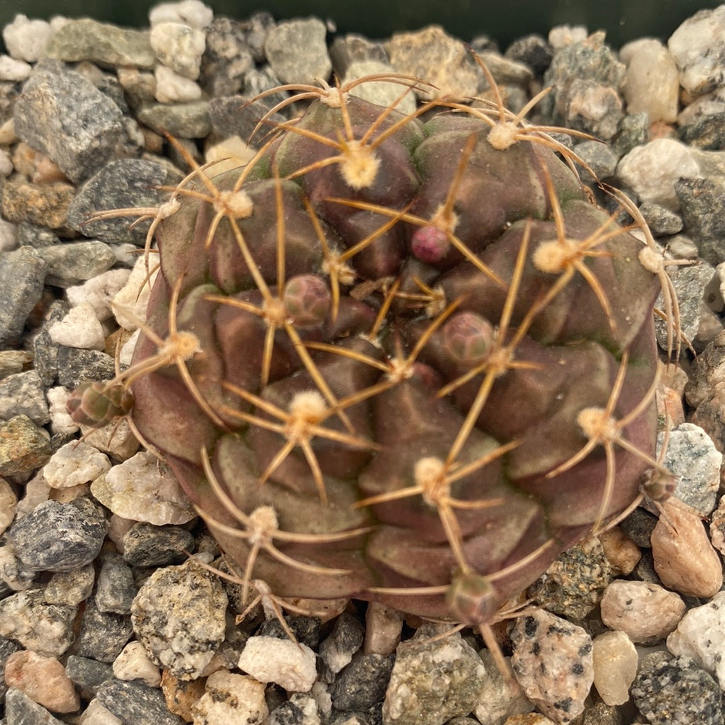 Gymnocalycium mihanovichii friedrichii - Chin Cactus