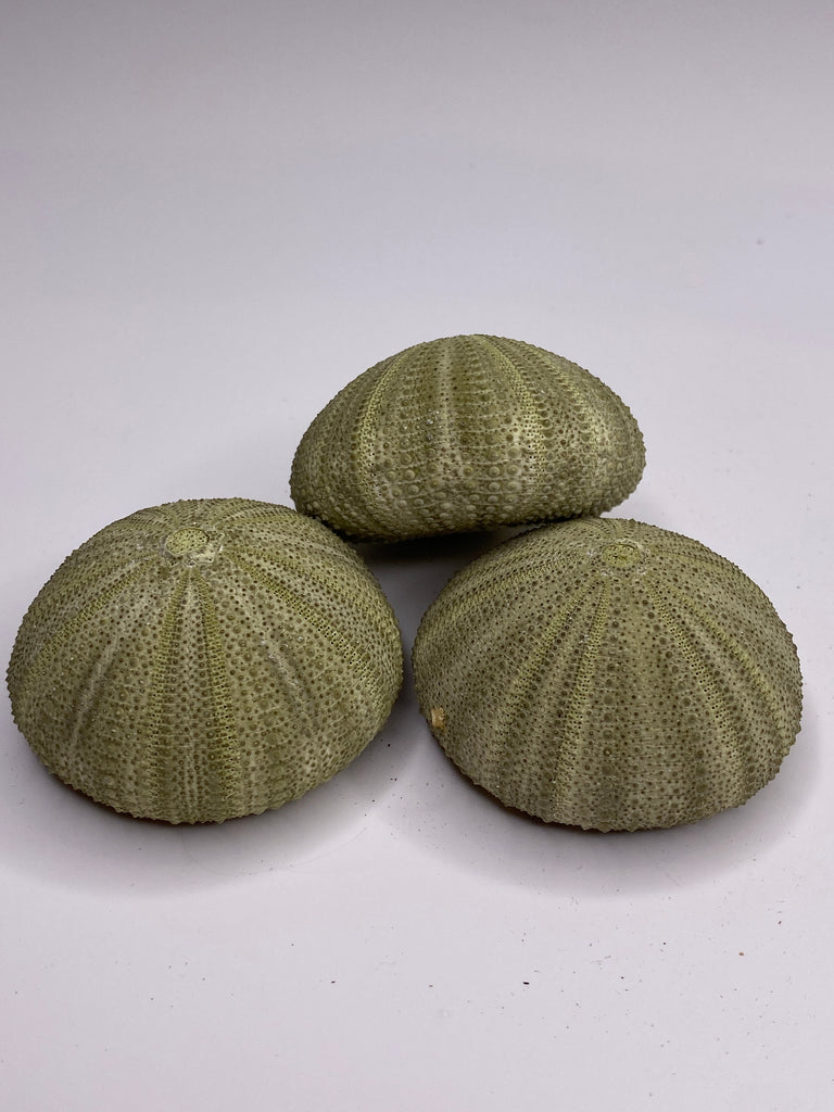 Sea Urchins - Sage