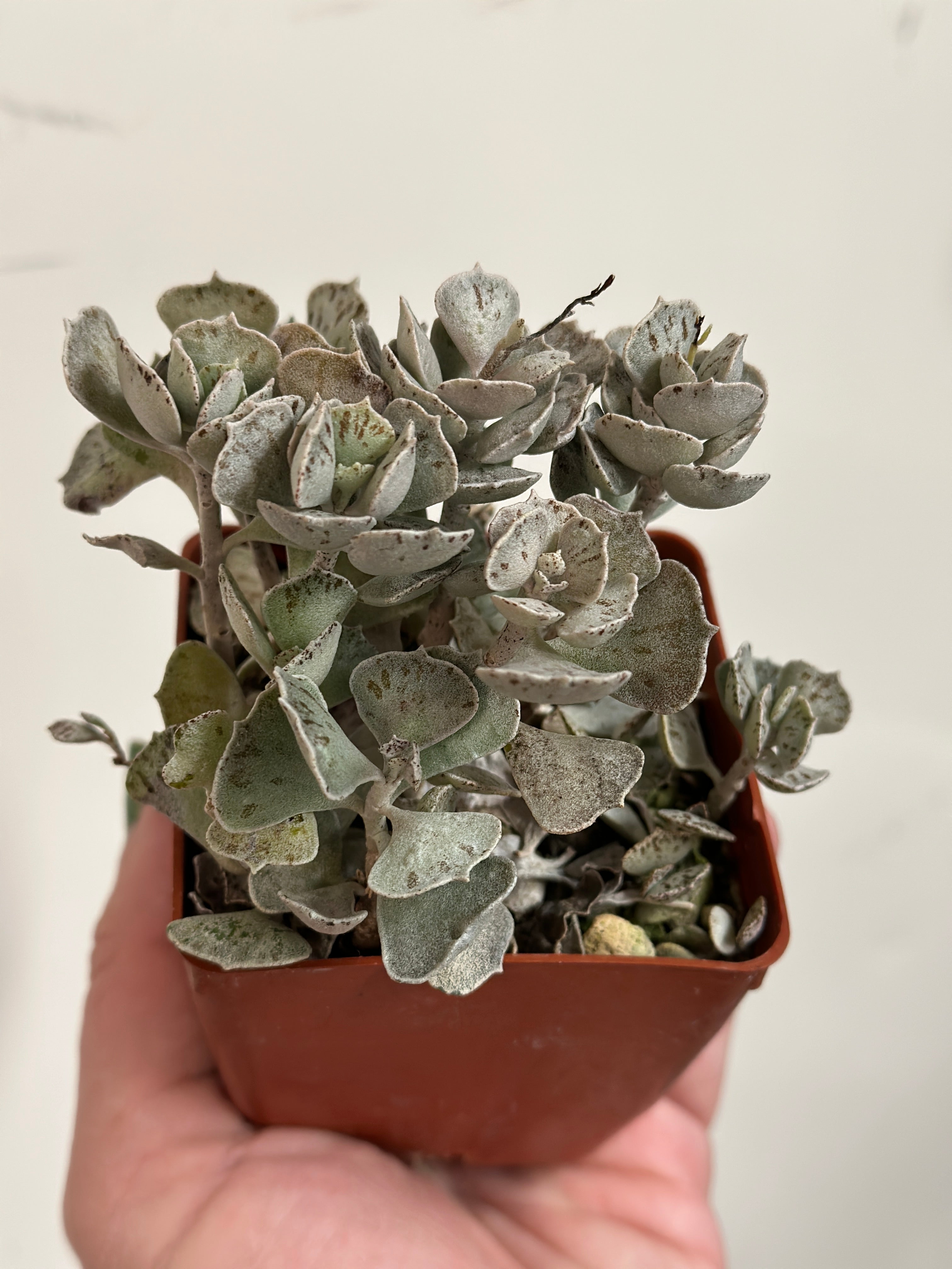 pies from heaven succulent Kalanchoe rhombopilosa Pies from heaven