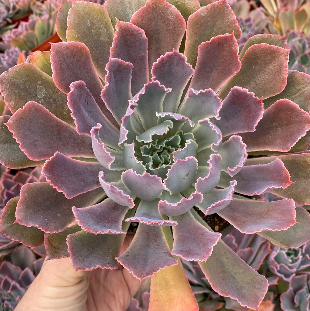 echeveria neon breaker succulent Echeveria “Neon Breaker'