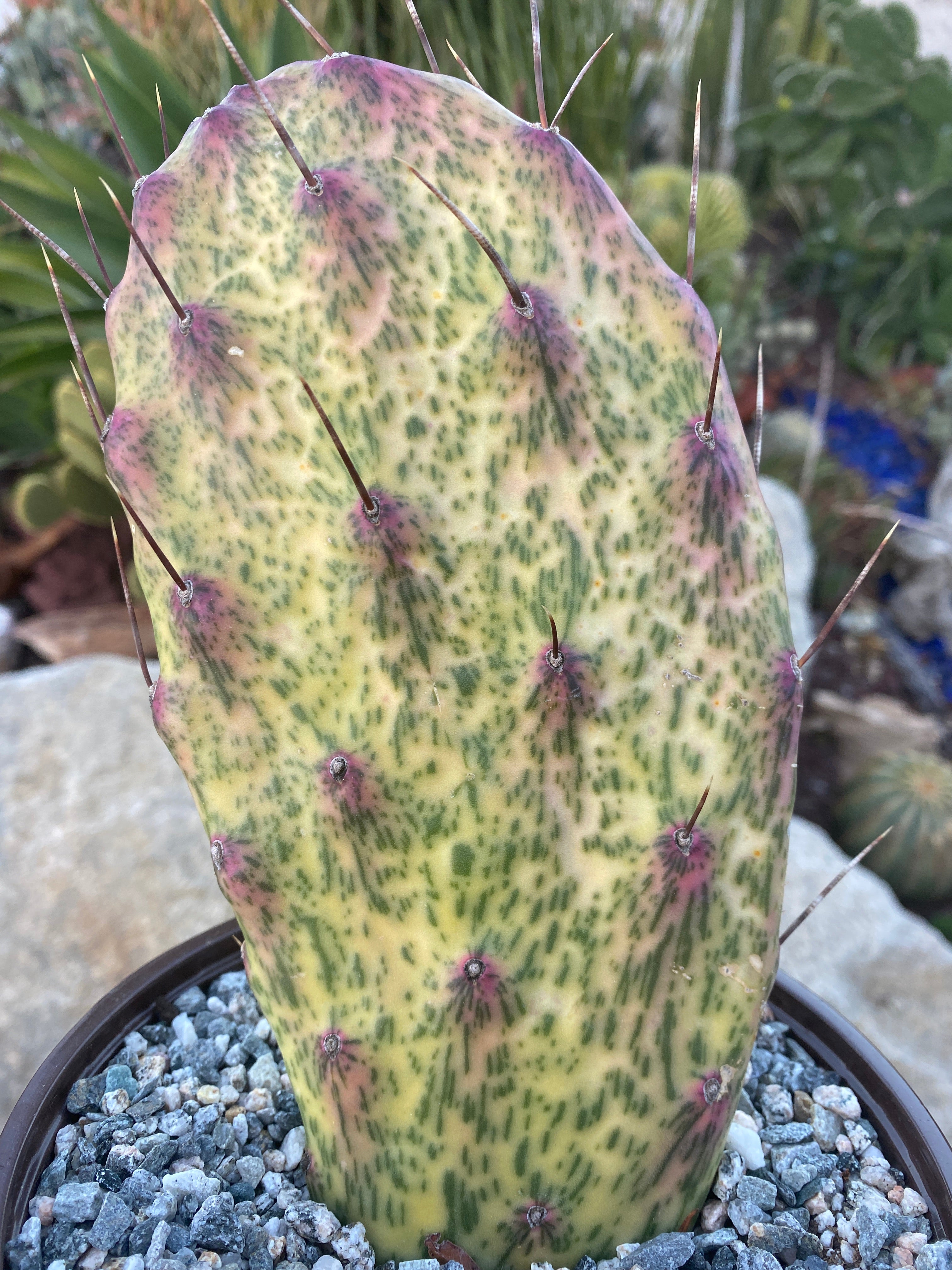 prickly pear cactus sunburn Opuntia Sunburst Variegata