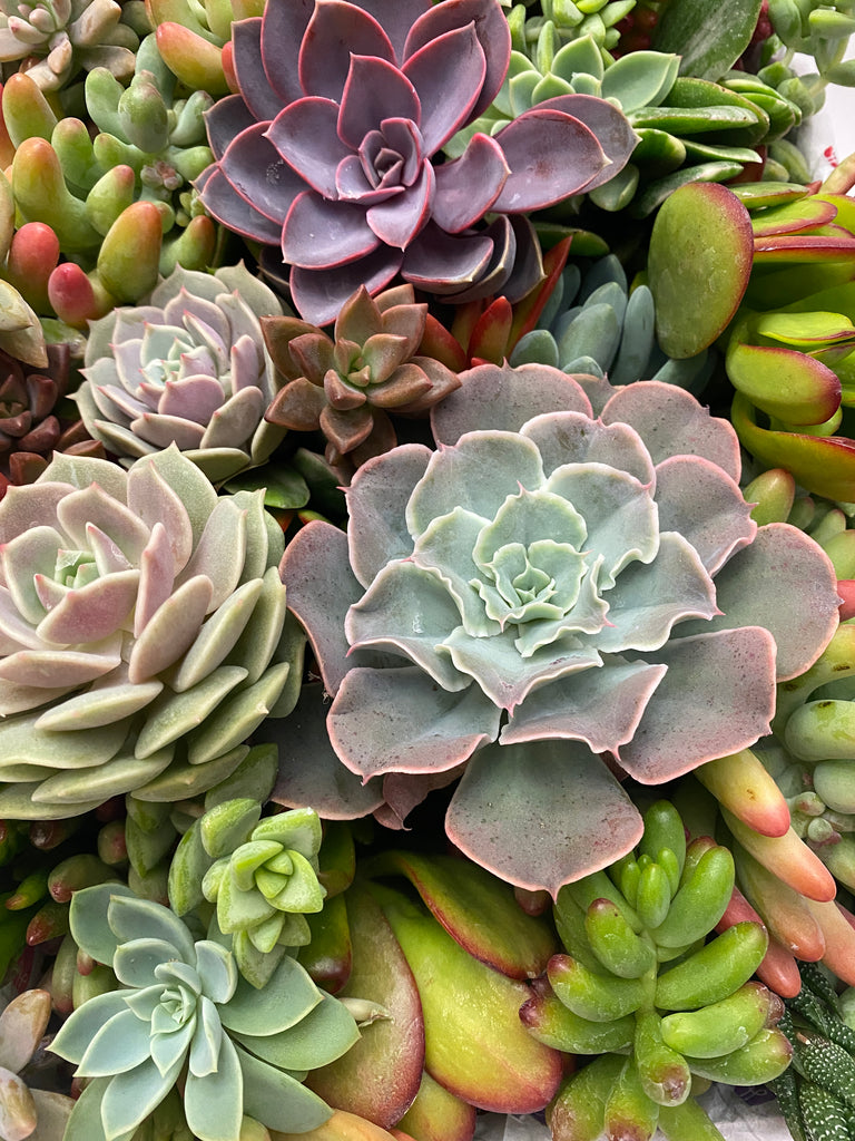succulent christmas tree kit Succulent Christmas Tree Kit