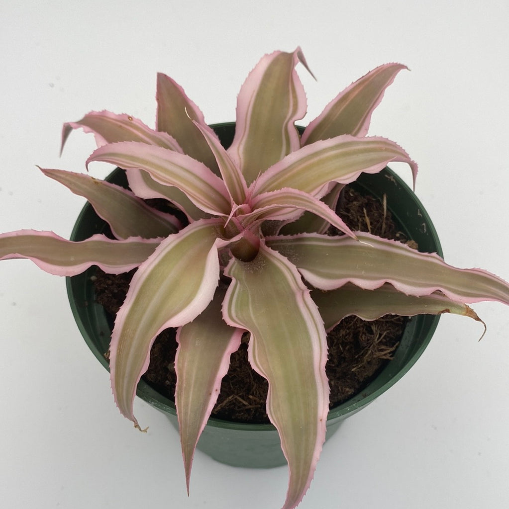 is cryptanthus a succulent Crypthanthus earth star pink