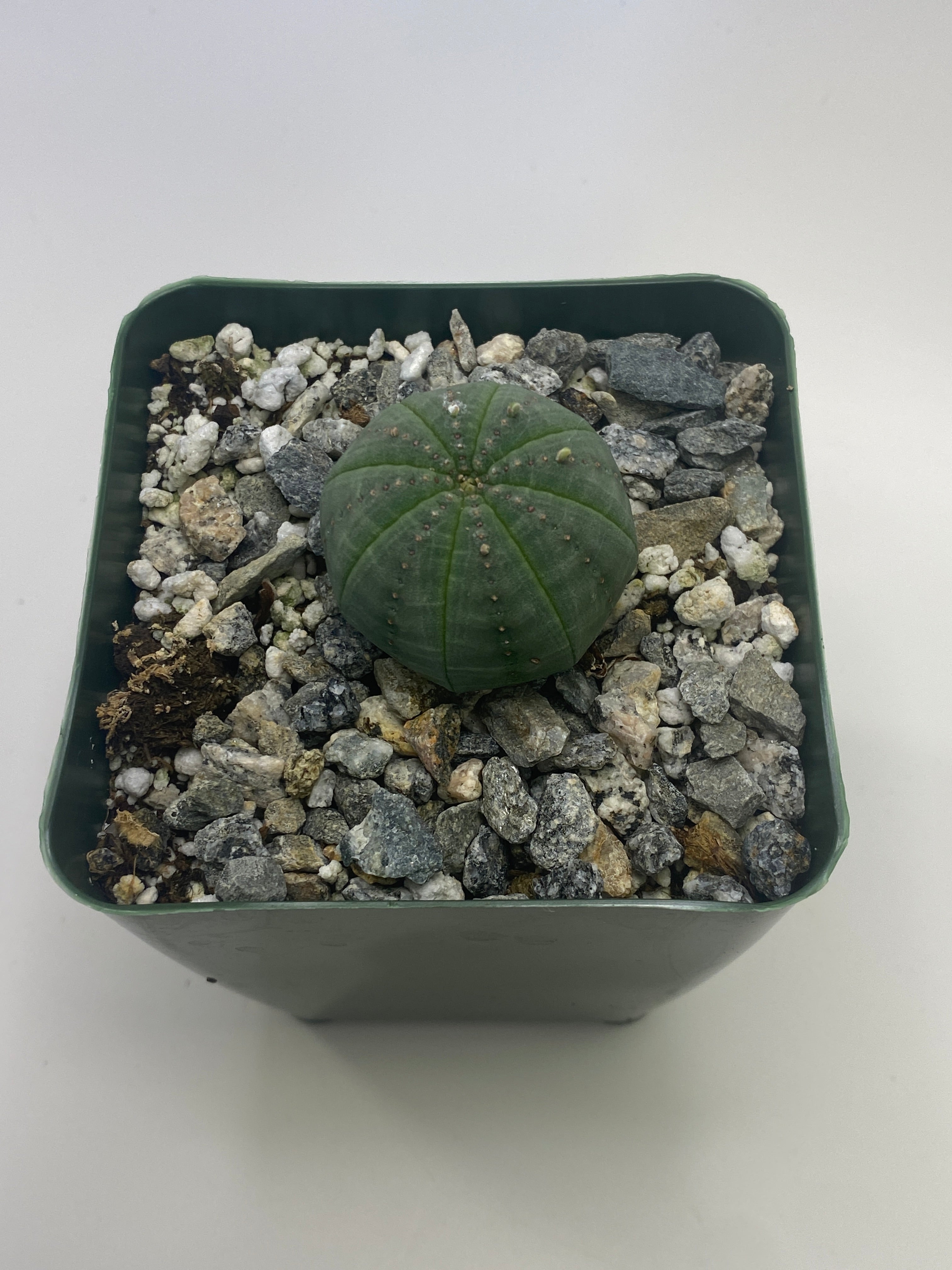 Euphorbia Obesa | Partly Sunny Projects